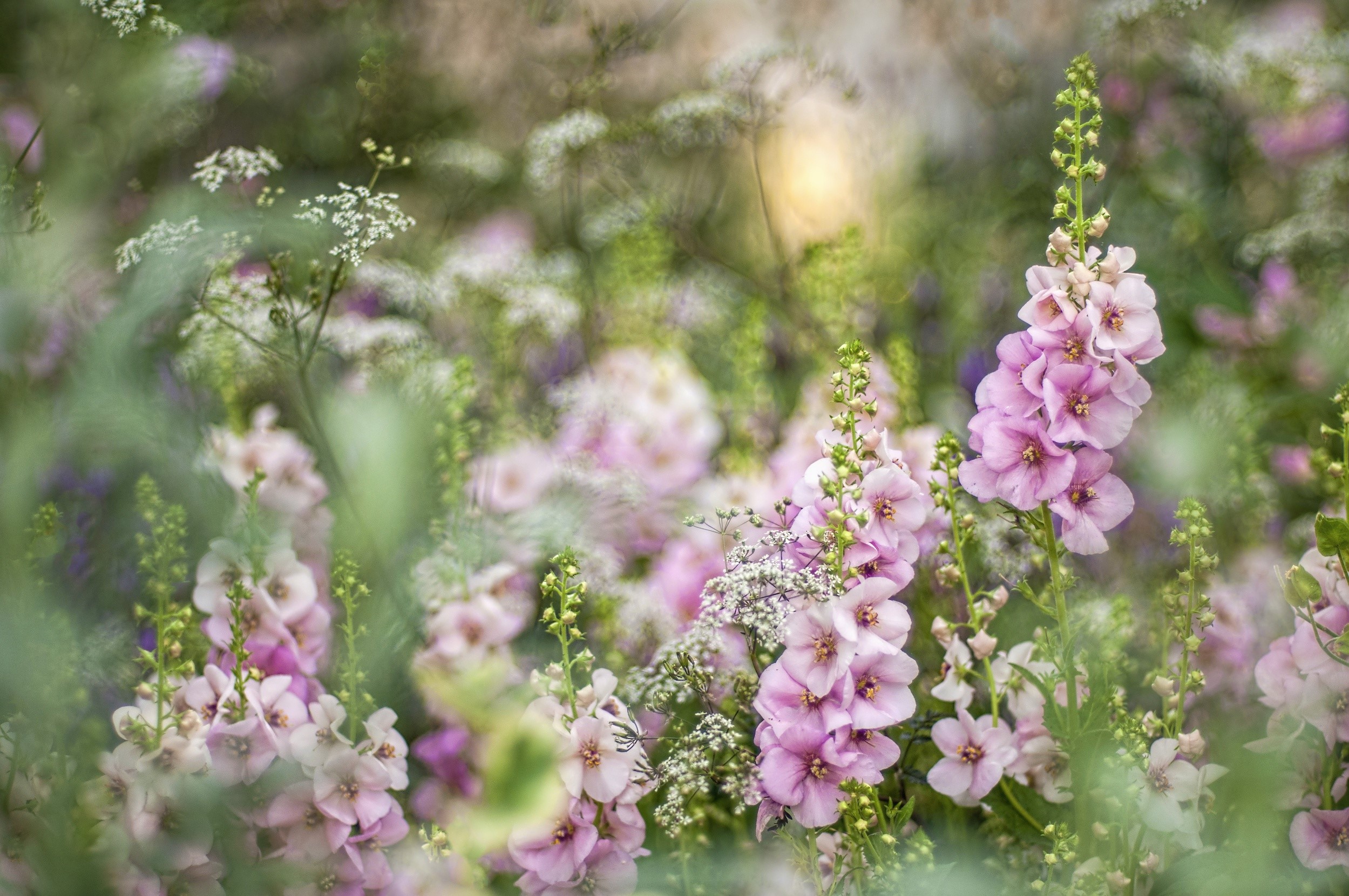 Pink and white flowers in a garden HD Wallpaper