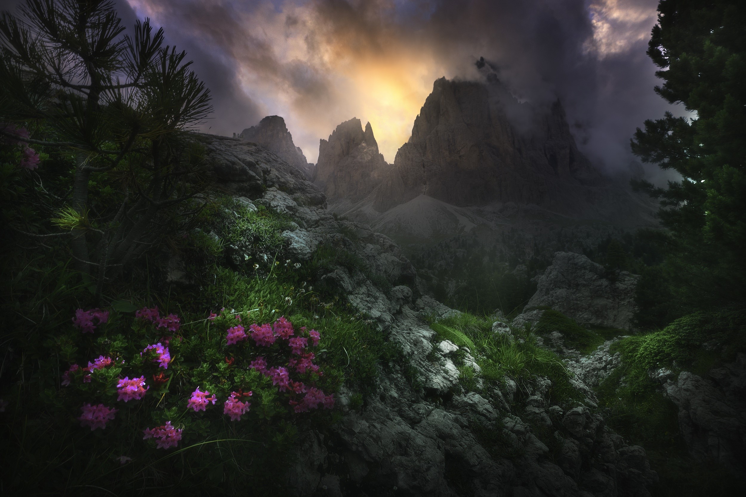 Dark mountains with pink flowers and pine tree HD Wallpaper