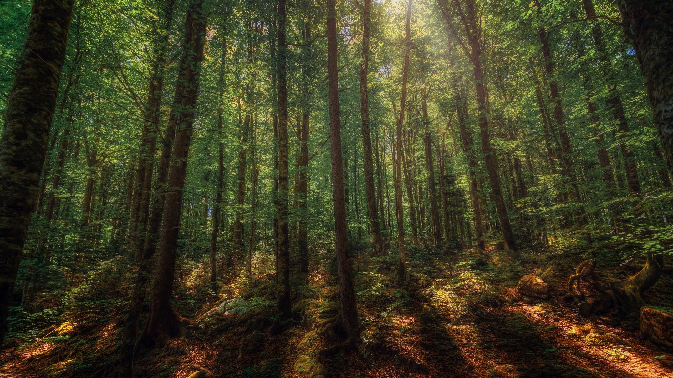 Sunlight filtering through a dense forest with tall trees HD Wallpaper