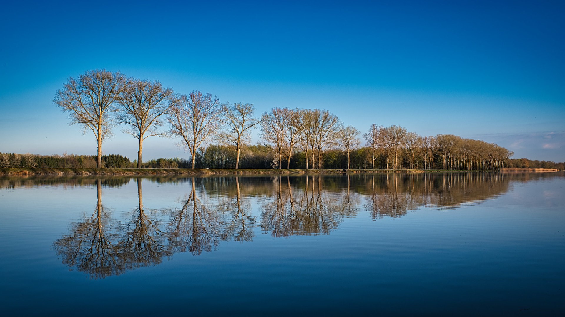Trees reflected in a river under a blue sky HD Wallpaper
