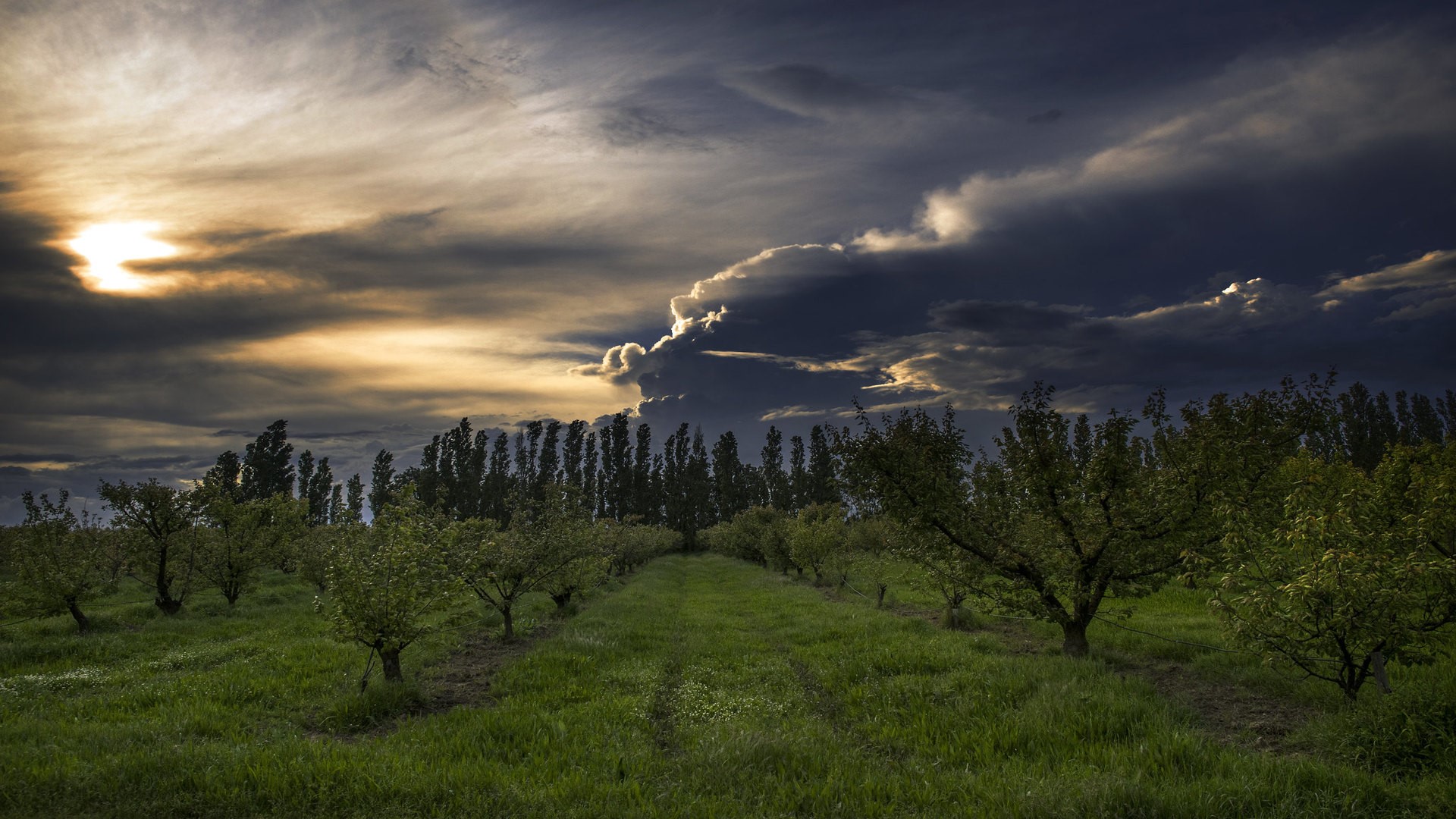 Stormy sky over an orchard landscape HD Wallpaper