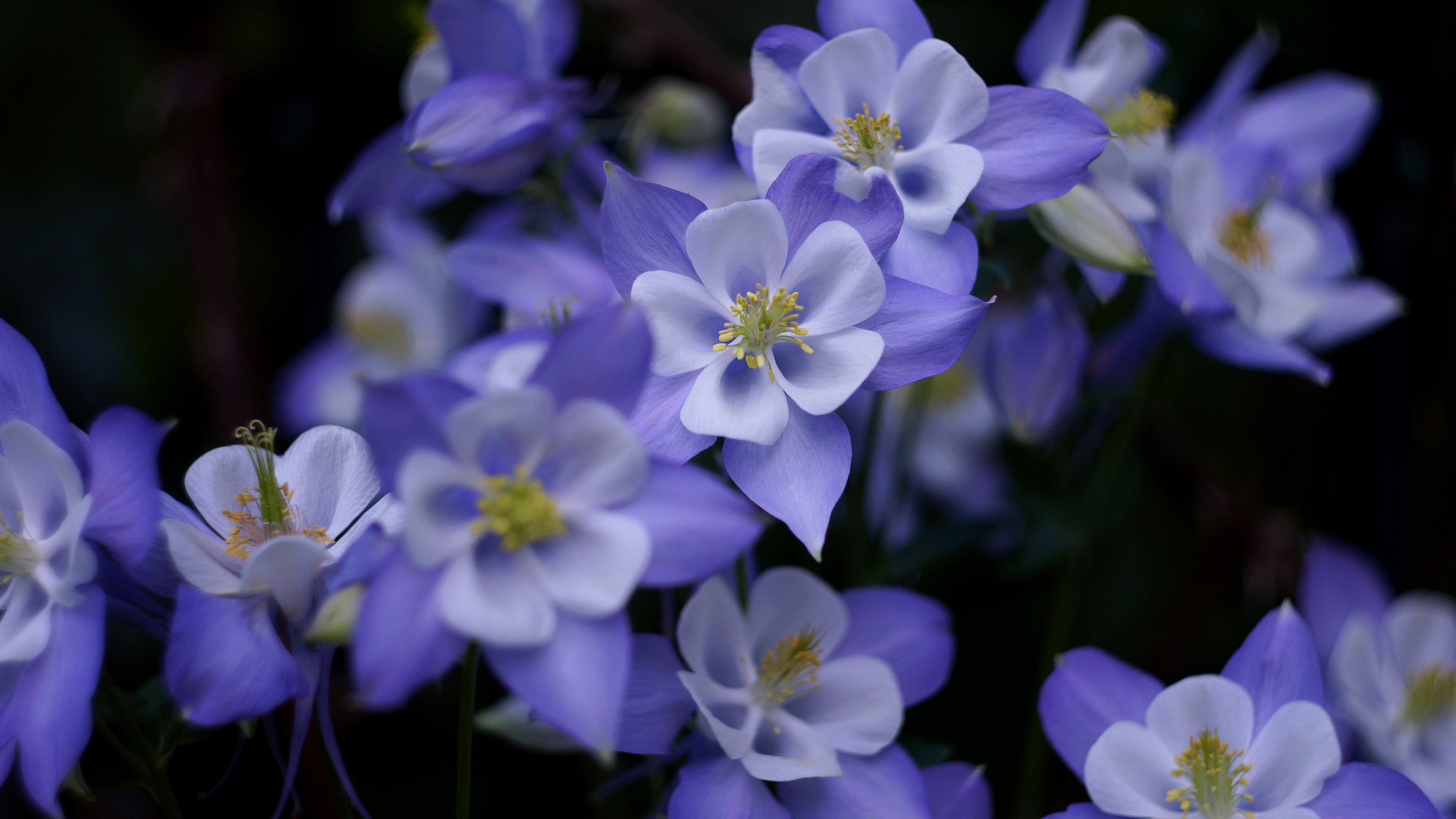 4K purple and white columbine flowers HD Wallpaper
