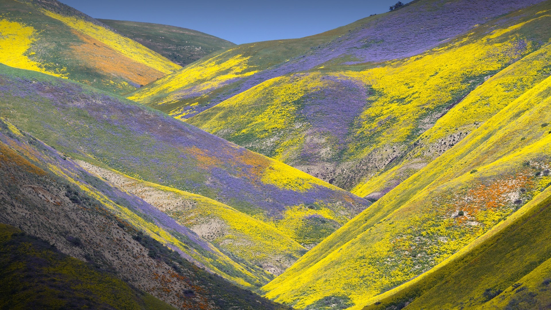 Hills covered in yellow and purple wildflowers under a blue sky in California HD Wallpaper