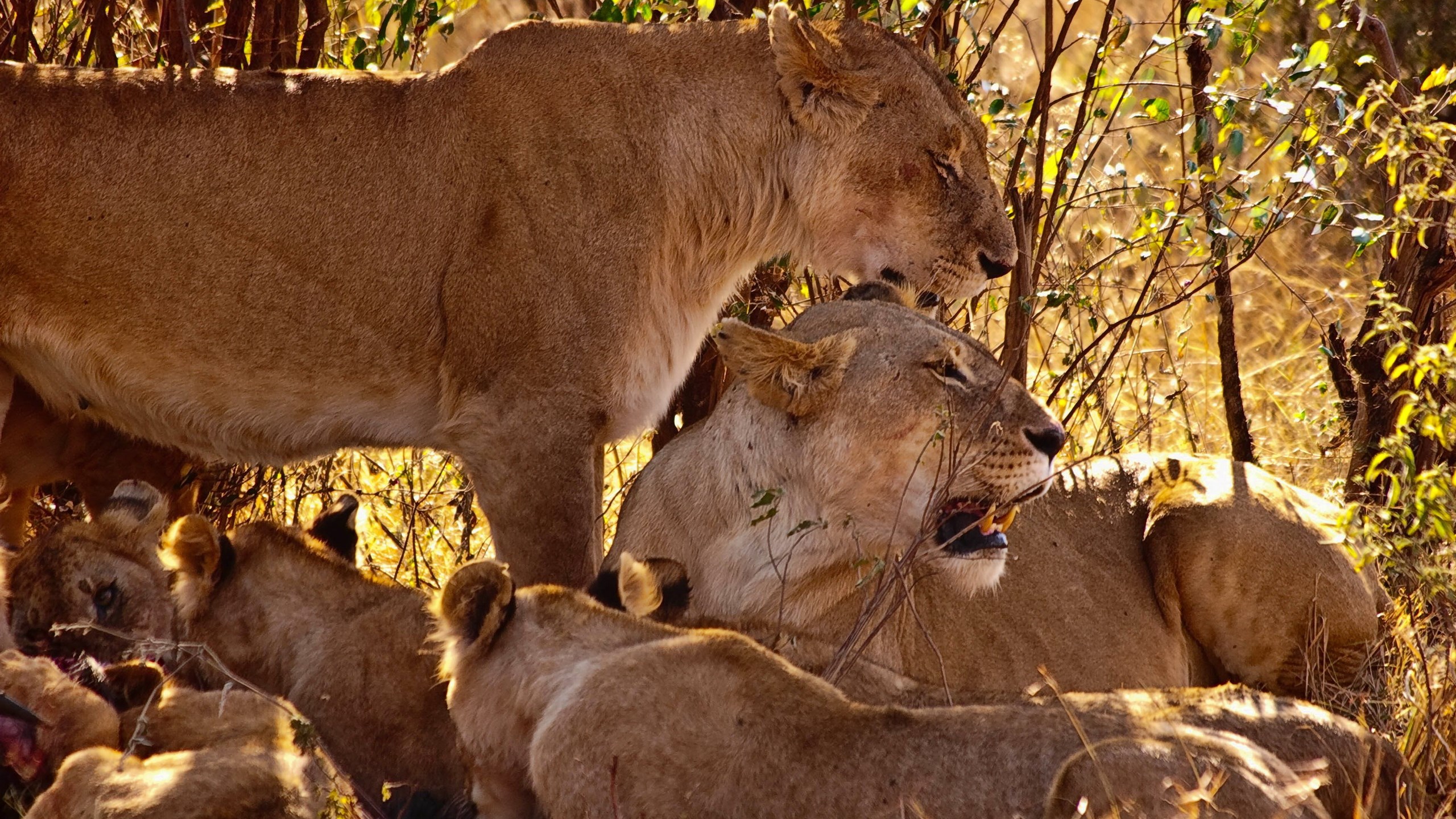 Lions resting in the African savanna HD Wallpaper