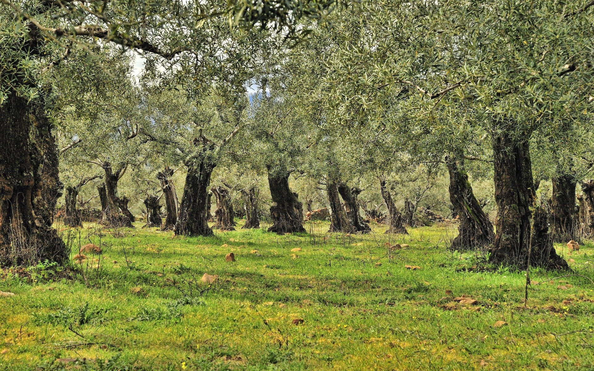 Ancient olive grove with gnarled trees and green grass HD Wallpaper