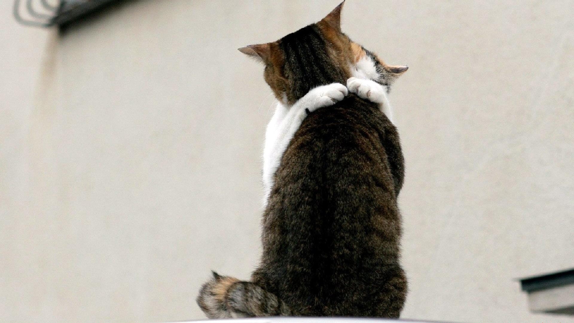 Two cats hugging each other HD Wallpaper