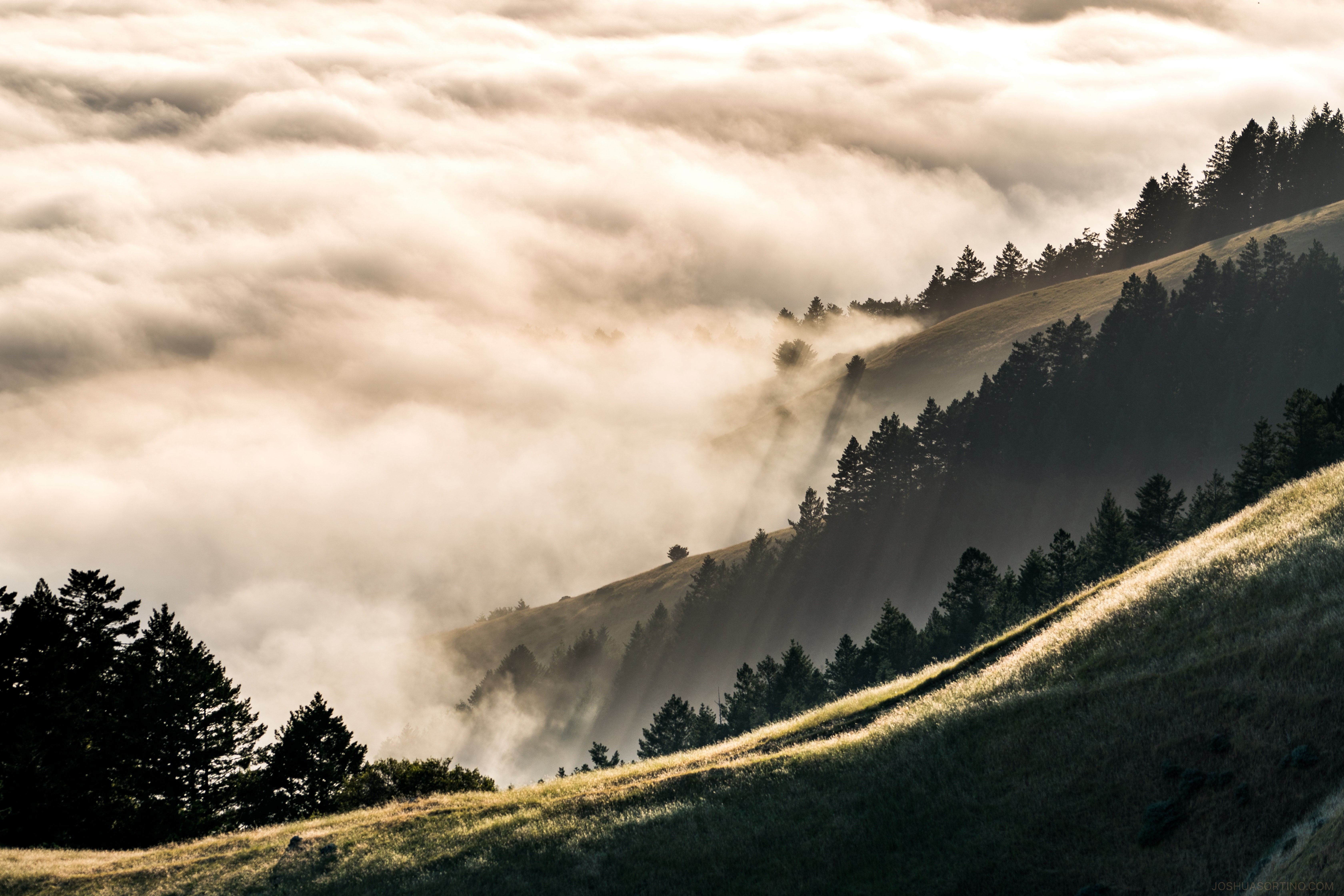 Misty mountains with trees and grass at sunrise HD Wallpaper