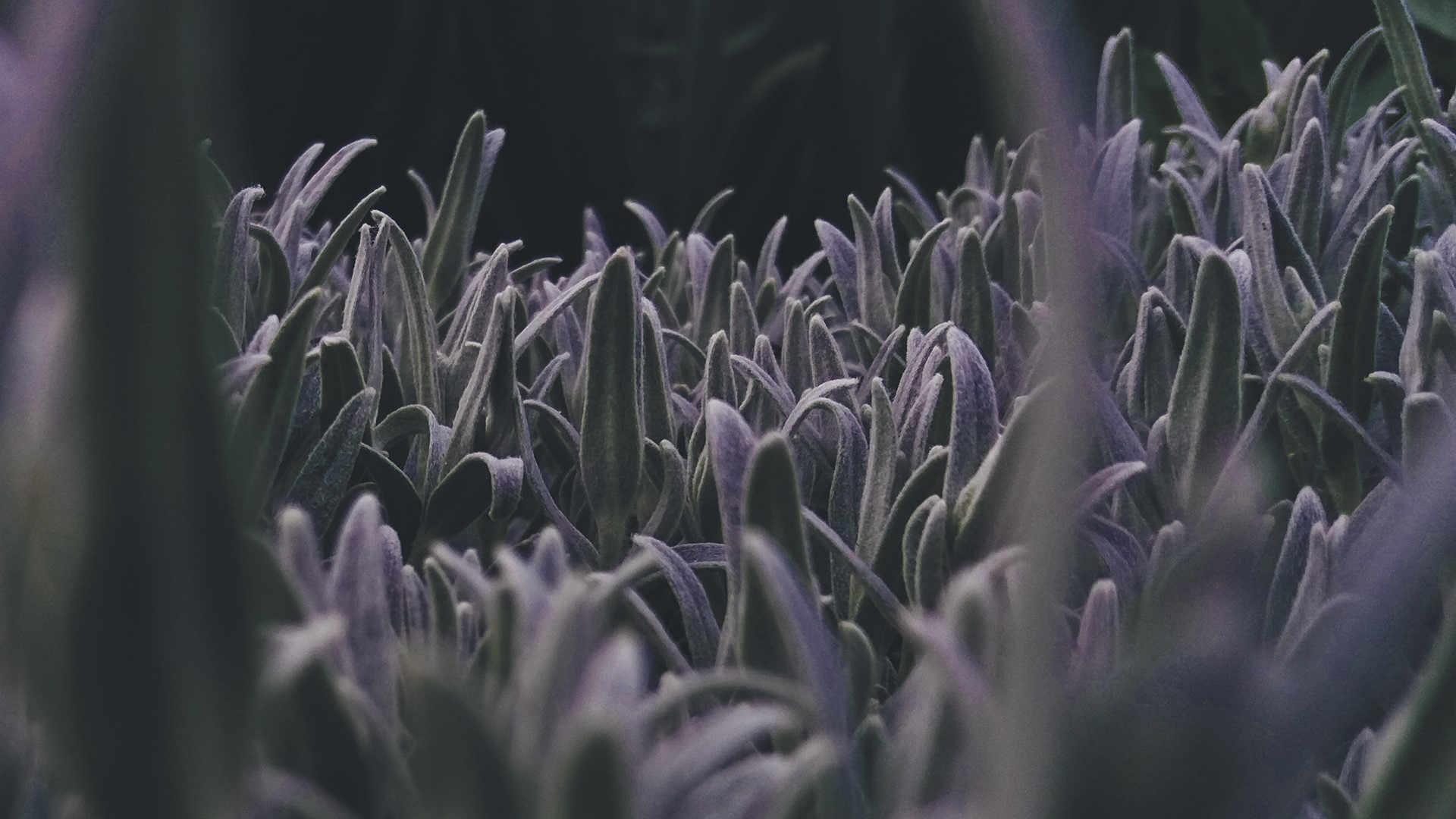Close-up of fuzzy purple plants with bokeh background HD Wallpaper