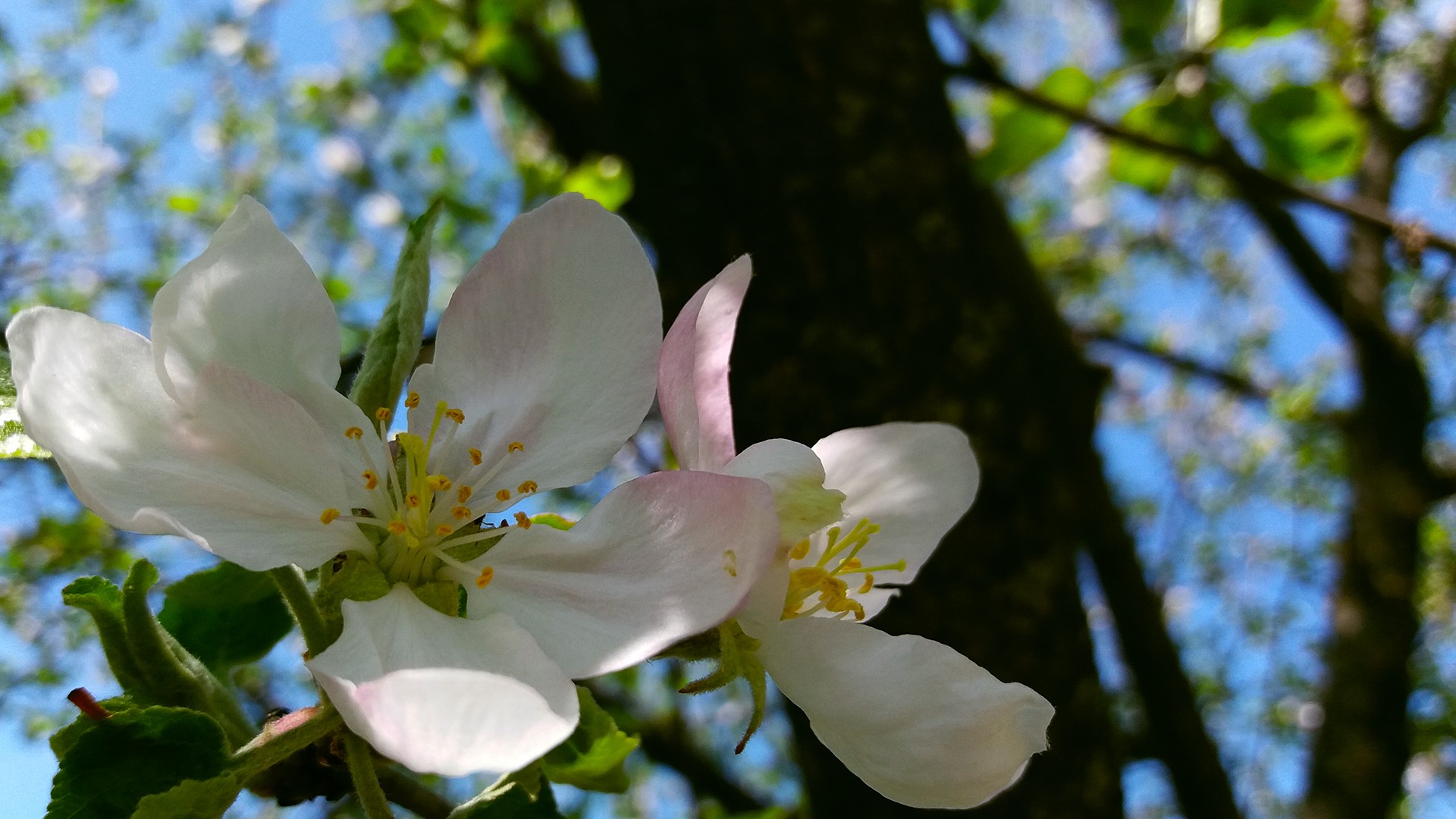 Close-up of white apple blossoms with a tree trunk and blue sky HD Wallpaper