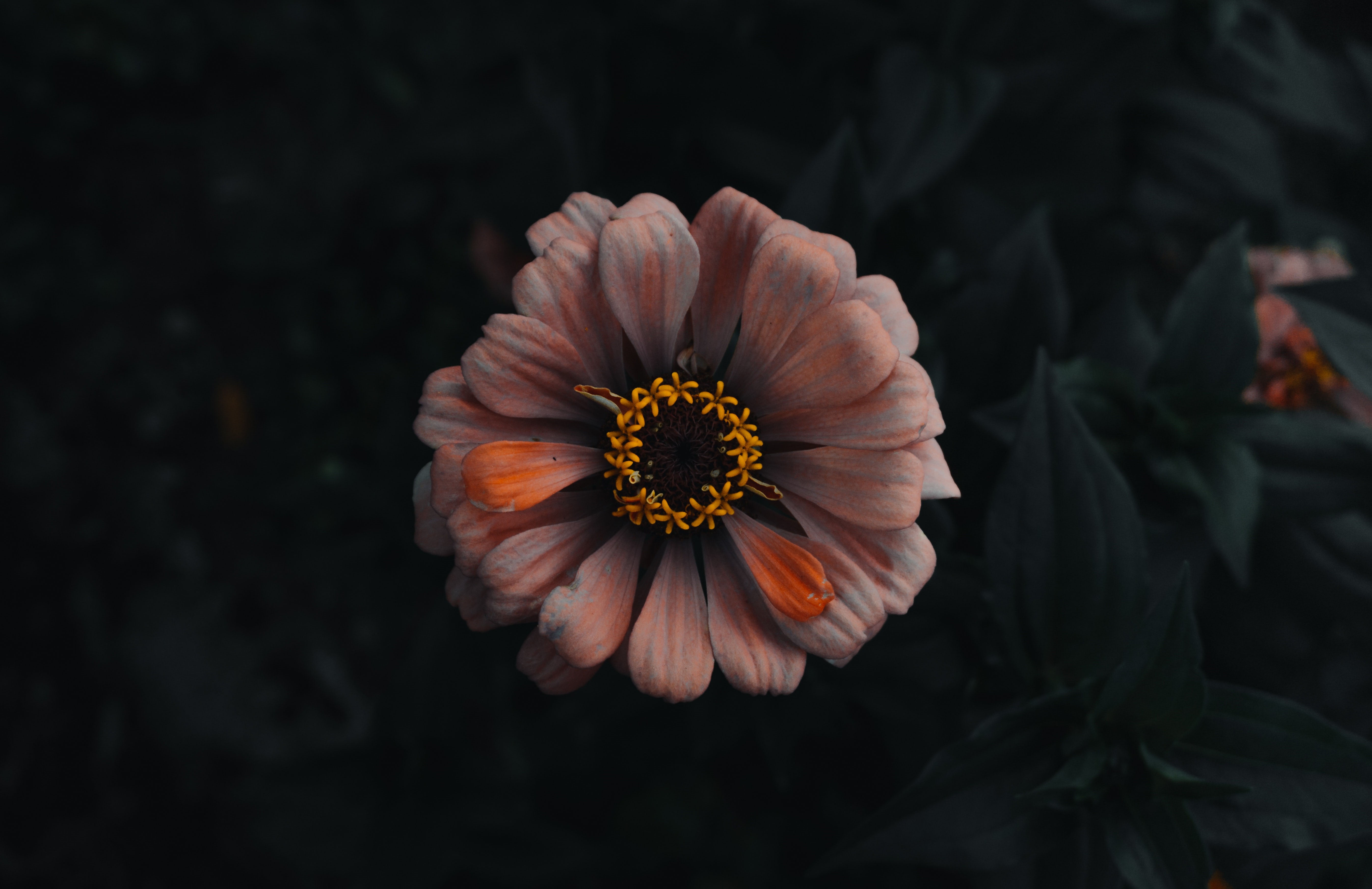 Orange and pink flower with dark background HD Wallpaper