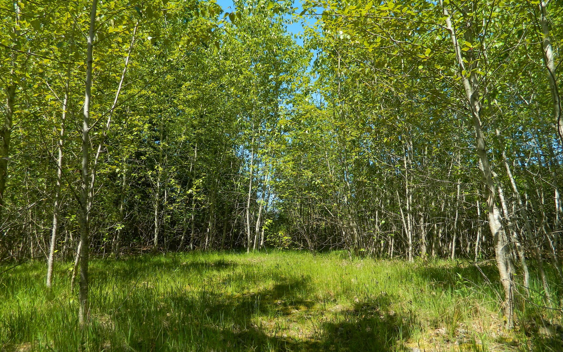 A sunlit forest path with green trees and grass HD Wallpaper