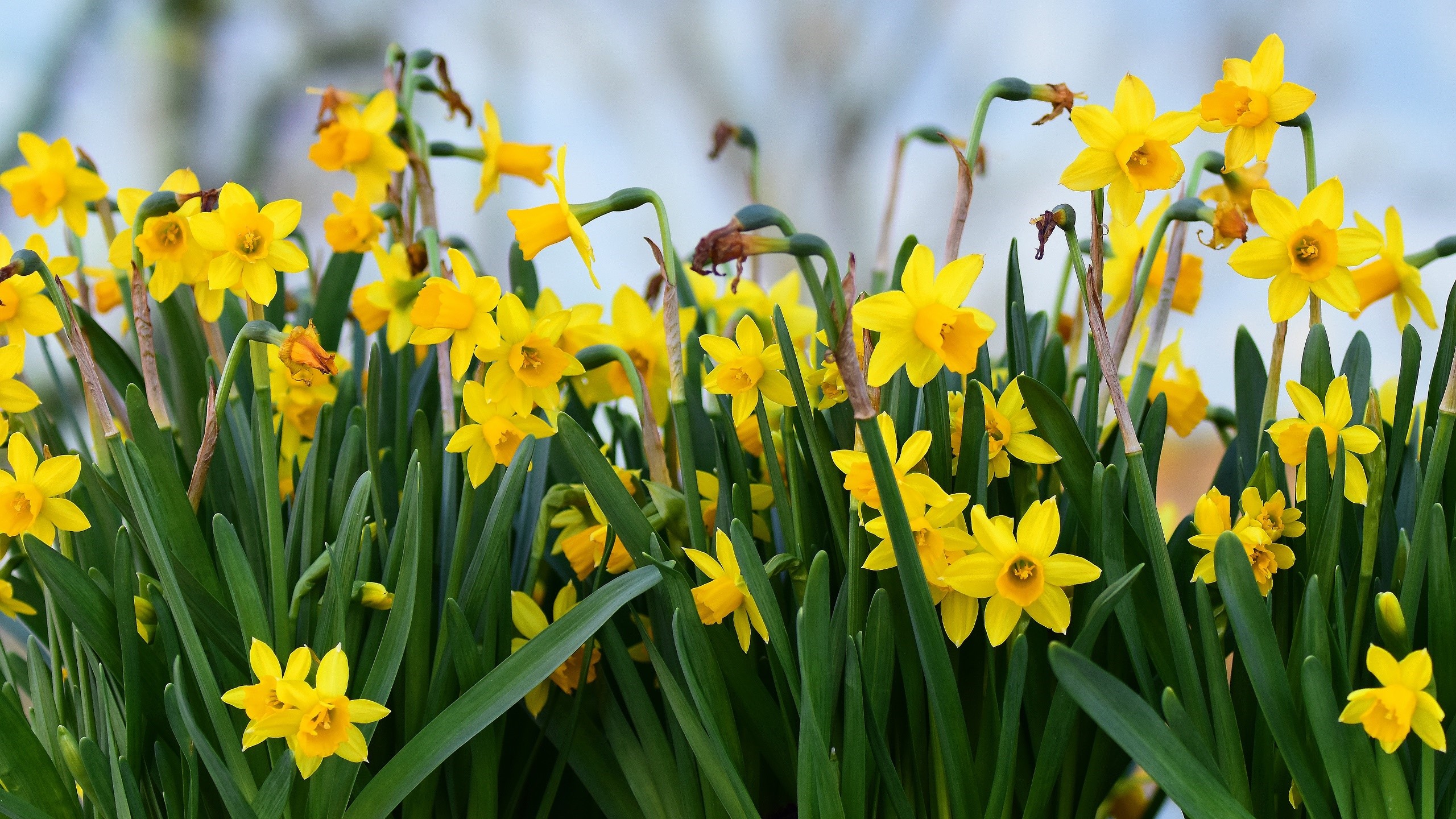 A close-up of yellow daffodils in bloom HD Wallpaper