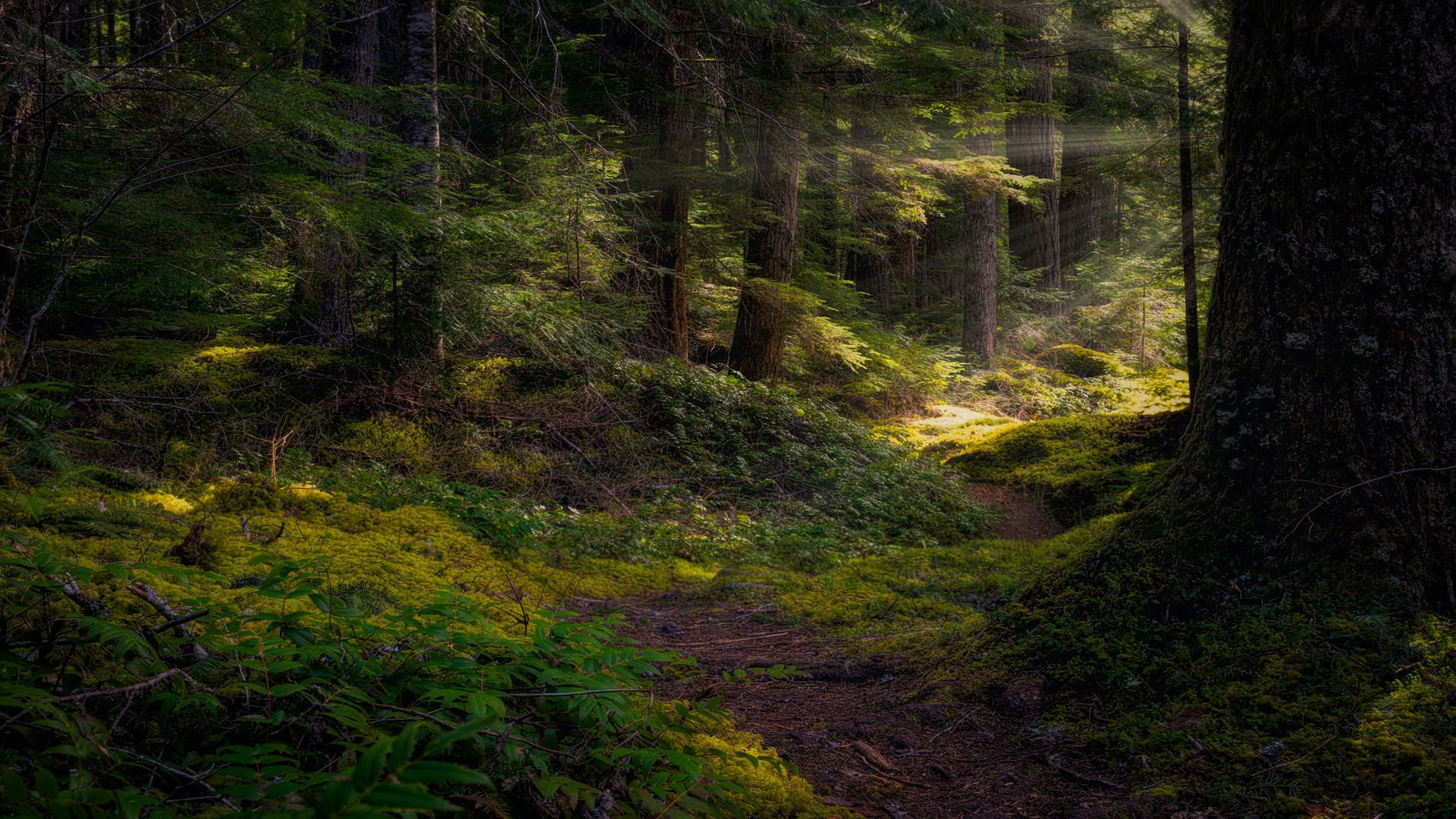 Sunlight filtering through trees in a mossy forest HD Wallpaper
