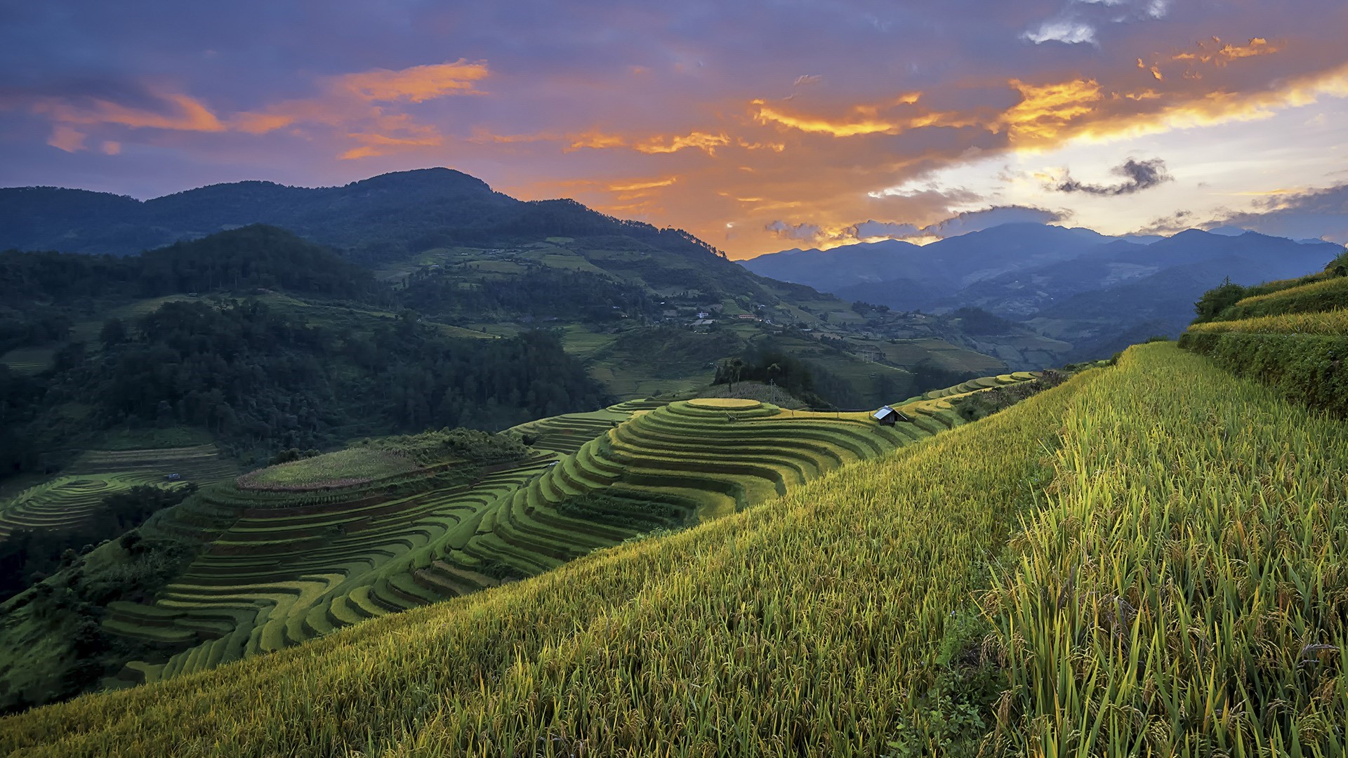 Terraced rice fields in Vietnam at dawn HD Wallpaper
