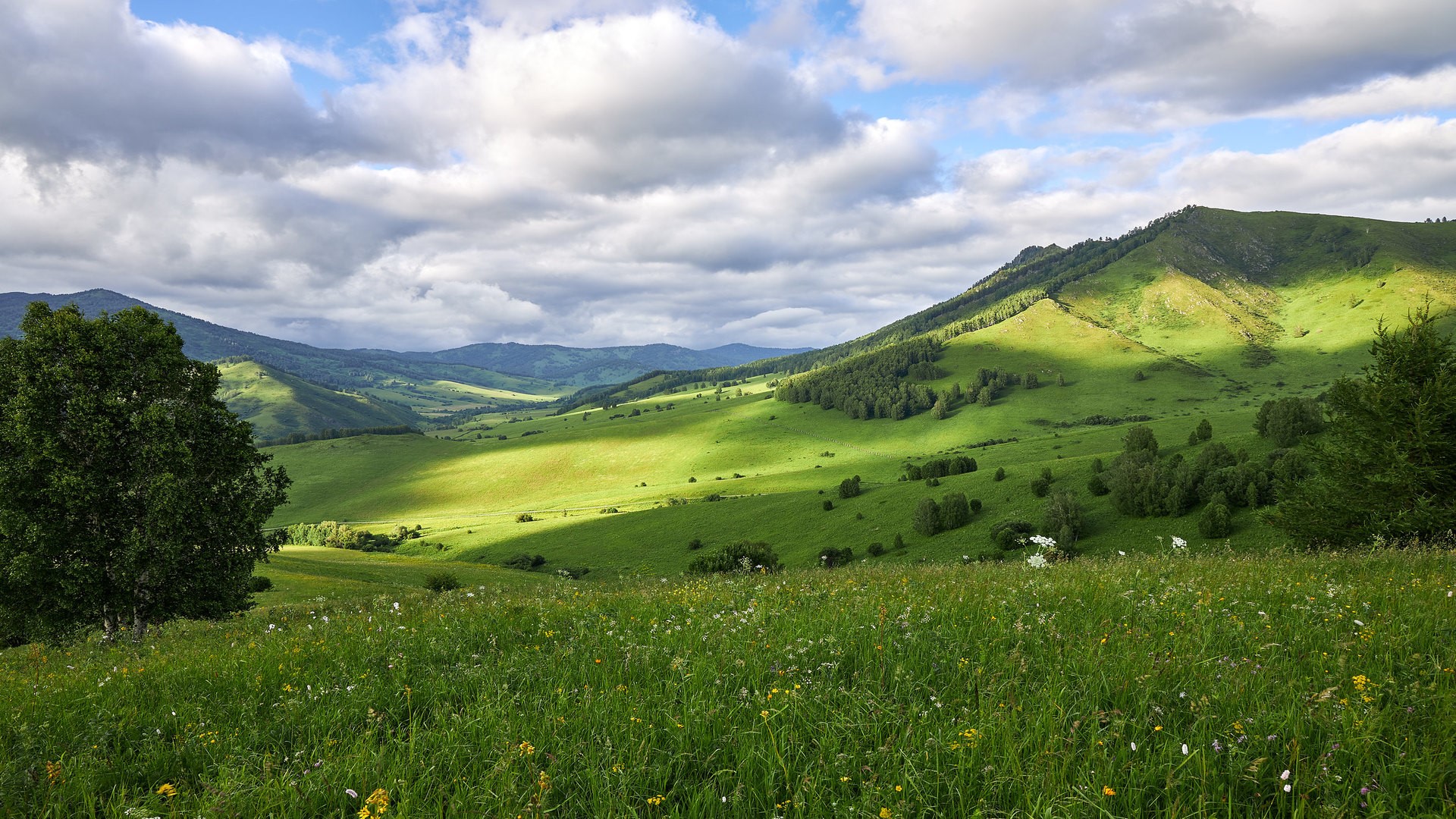 Green Altai Mountains landscape with wildflowers and clouds HD Wallpaper
