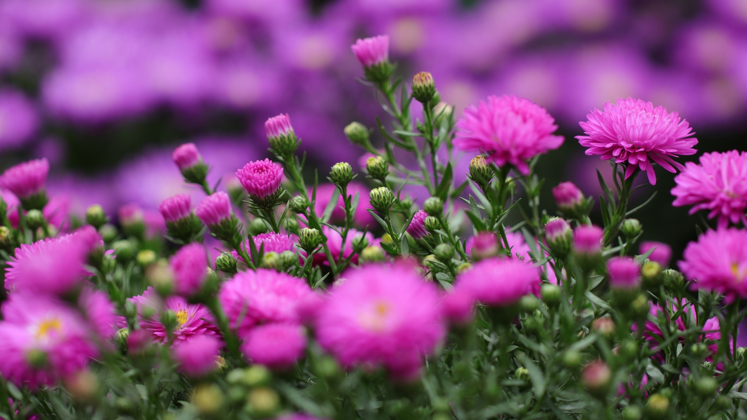 Pink asters in a garden with bokeh background HD Wallpaper