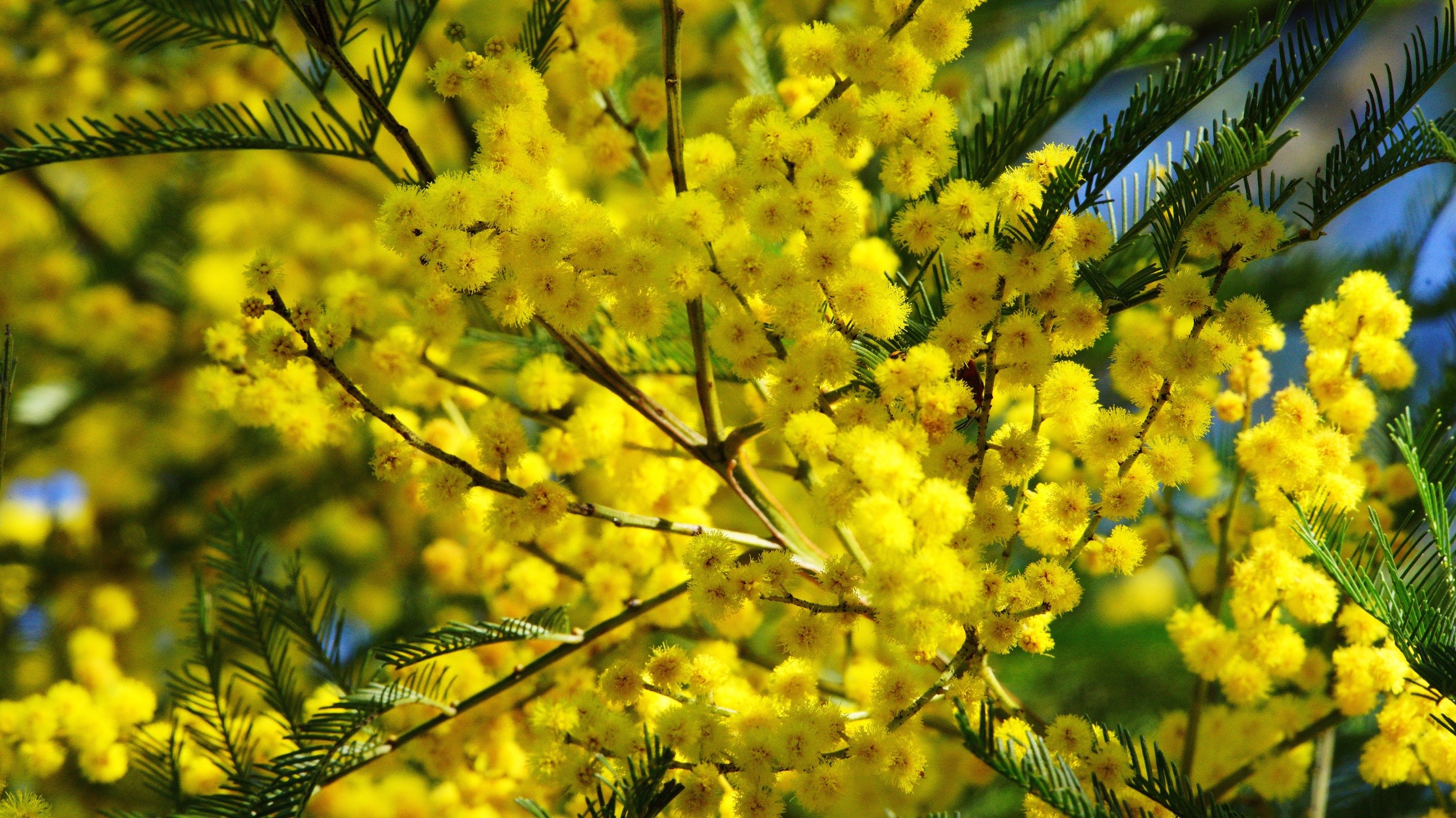 Close-up of yellow mimosa flowers and green leaves HD Wallpaper