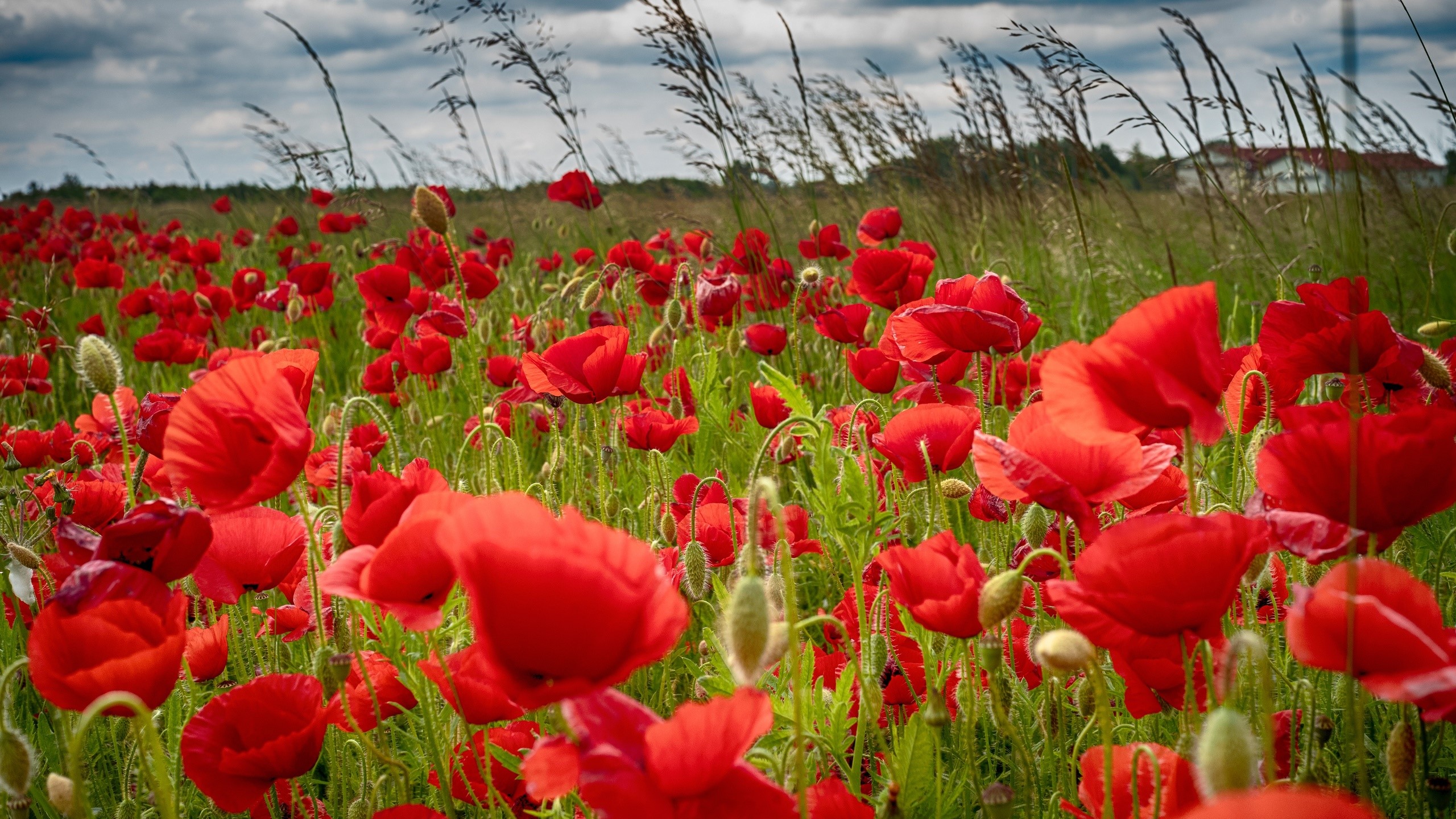 Field of red poppies under a cloudy sky HD Wallpaper
