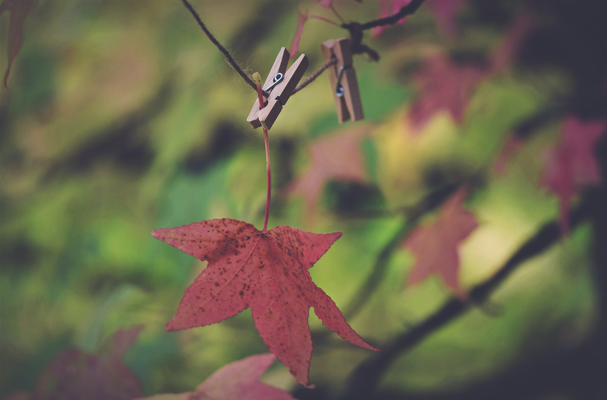 Red leaf hanging from clothespin on a branch HD Wallpaper