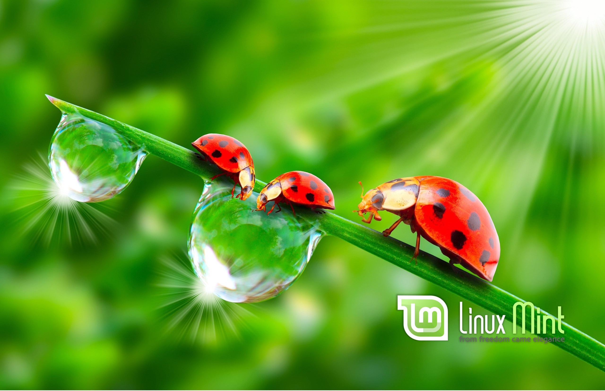 Ladybugs on a blade of grass with water drops and Linux Mint logo HD Wallpaper
