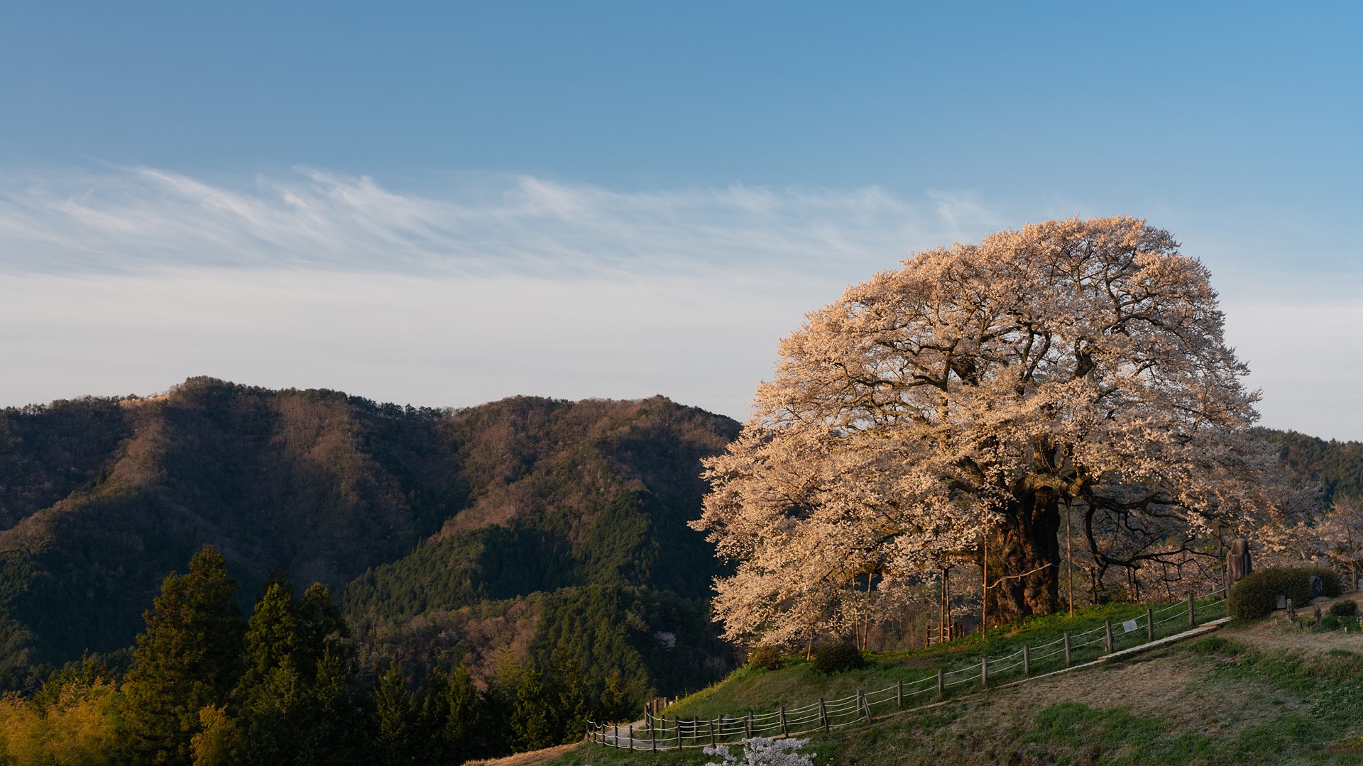 Large cherry blossom tree on a hill in Japan HD Wallpaper