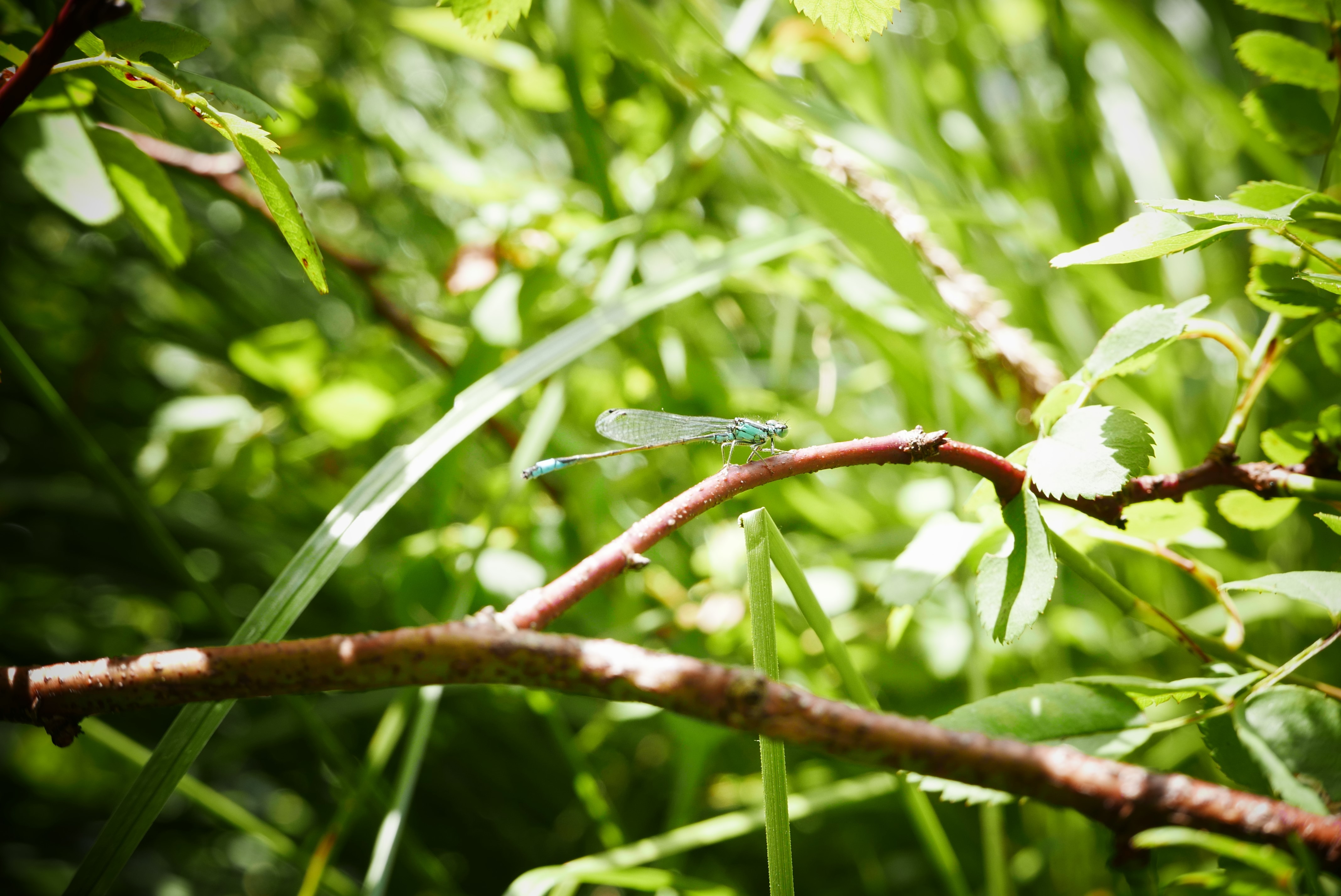 Dragonfly on a branch in dappled sunlight HD Wallpaper