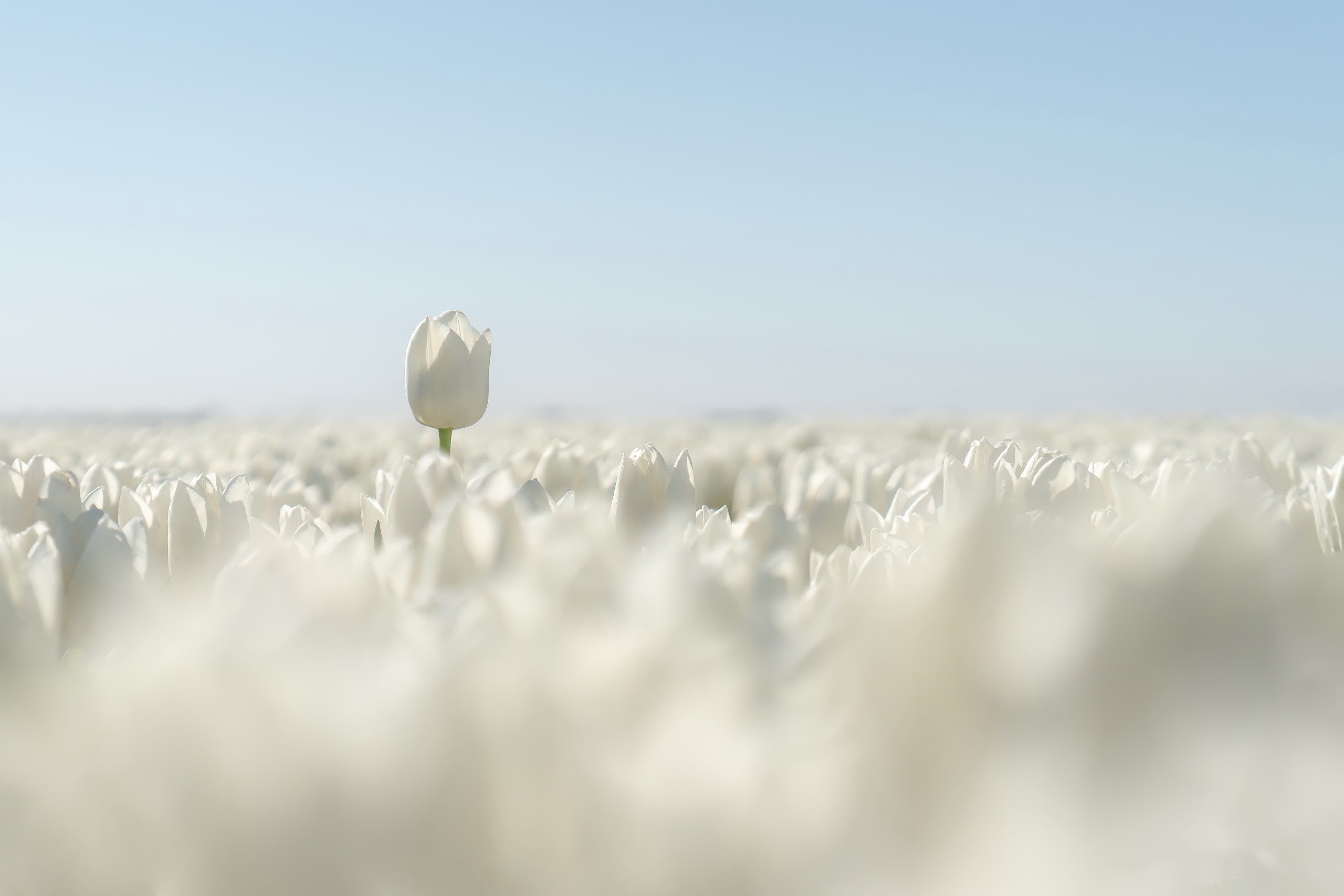 A single white tulip stands out in a field of white tulips HD Wallpaper