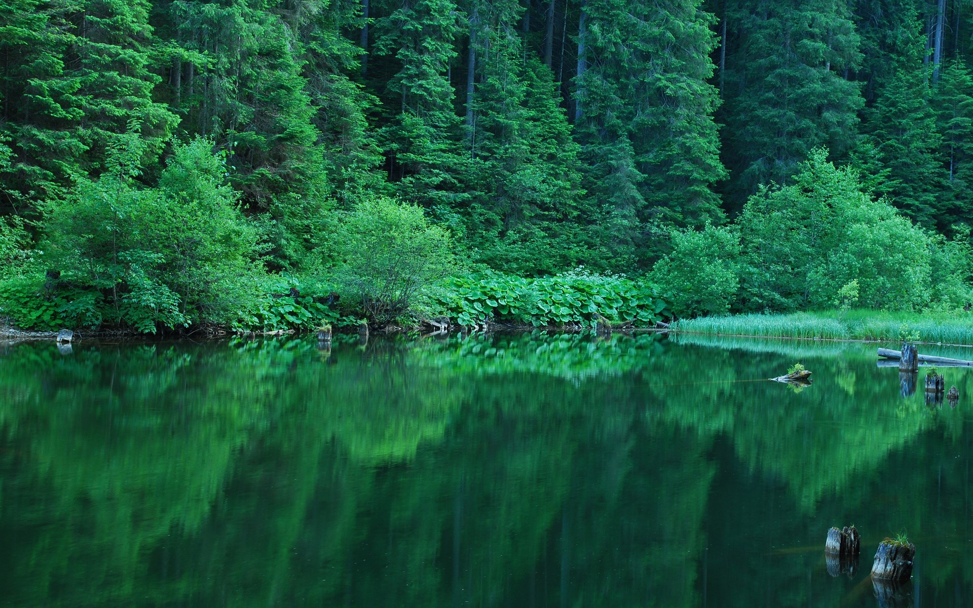 Forest reflected in a calm lake HD Wallpaper