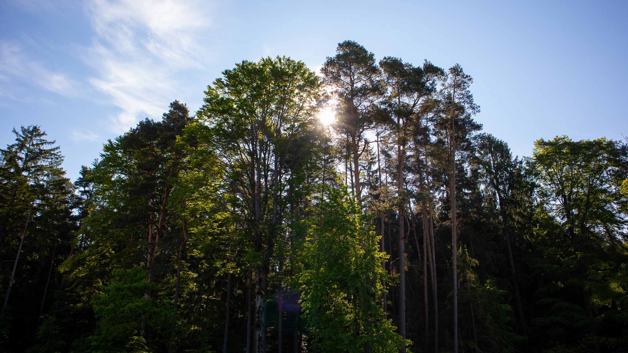 Sun shining through a forest in Germany HD Wallpaper