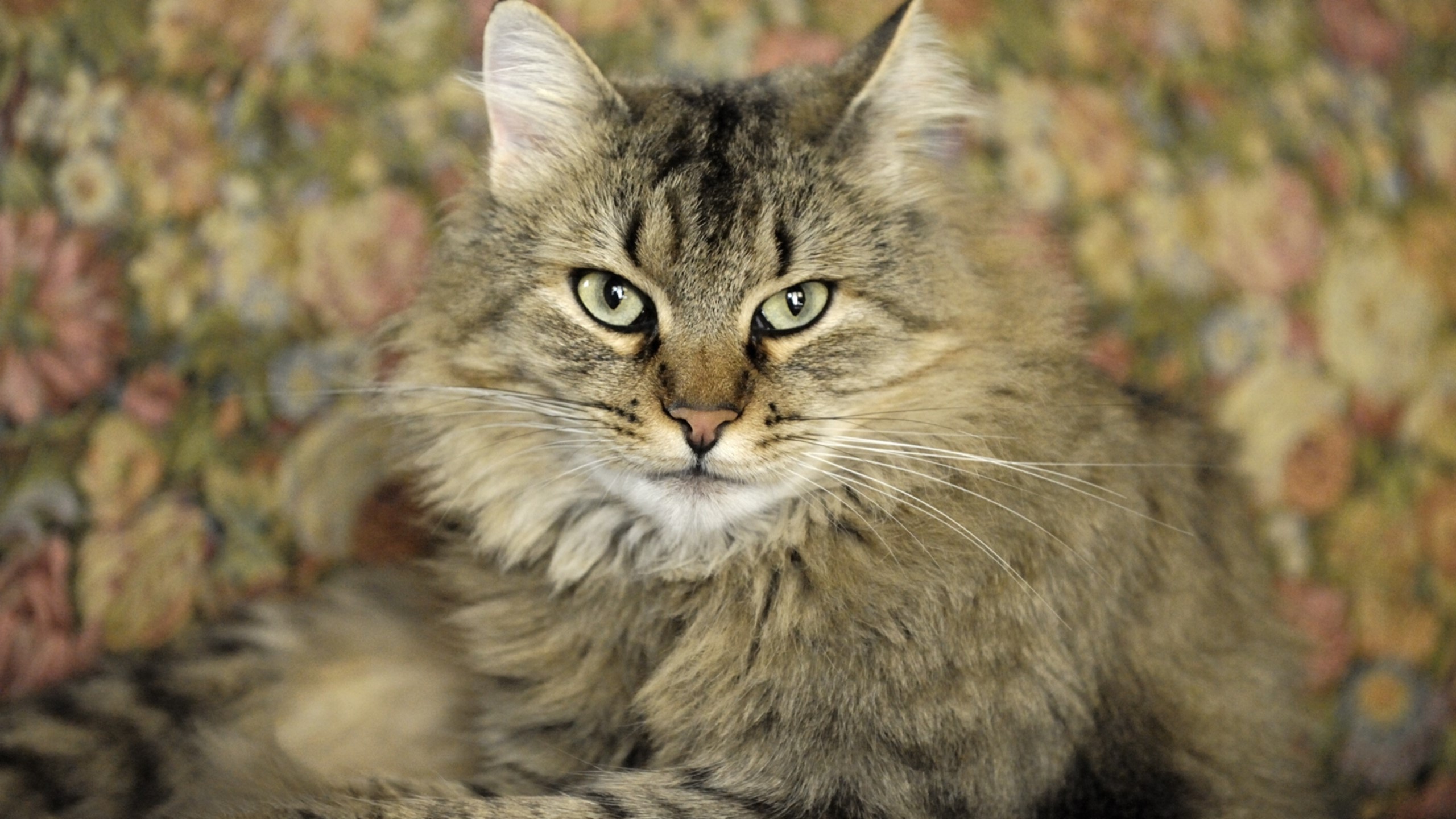 A fluffy Maine Coon cat with green eyes HD Wallpaper