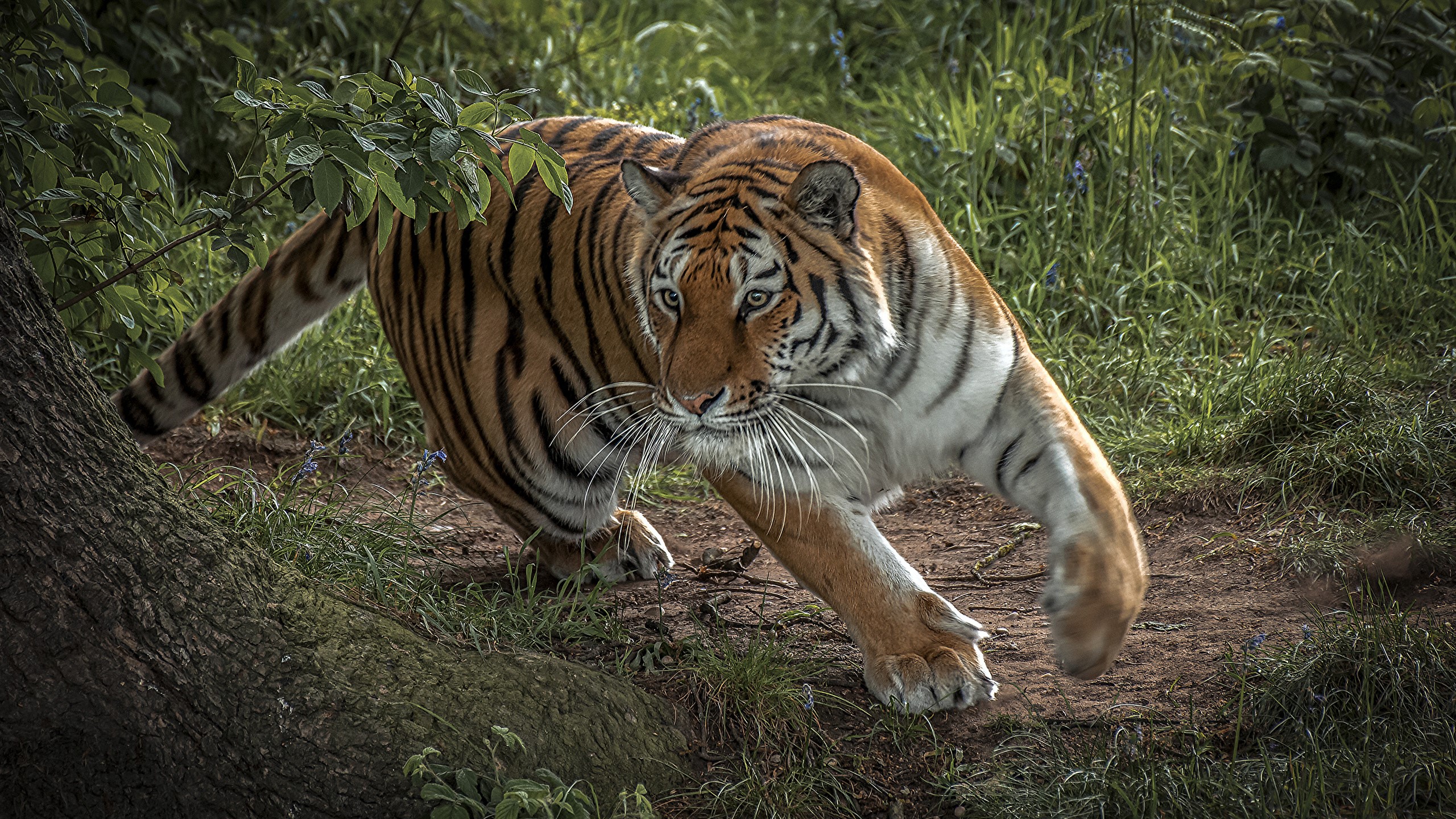 Tiger stalking through tall grass and trees HD Wallpaper