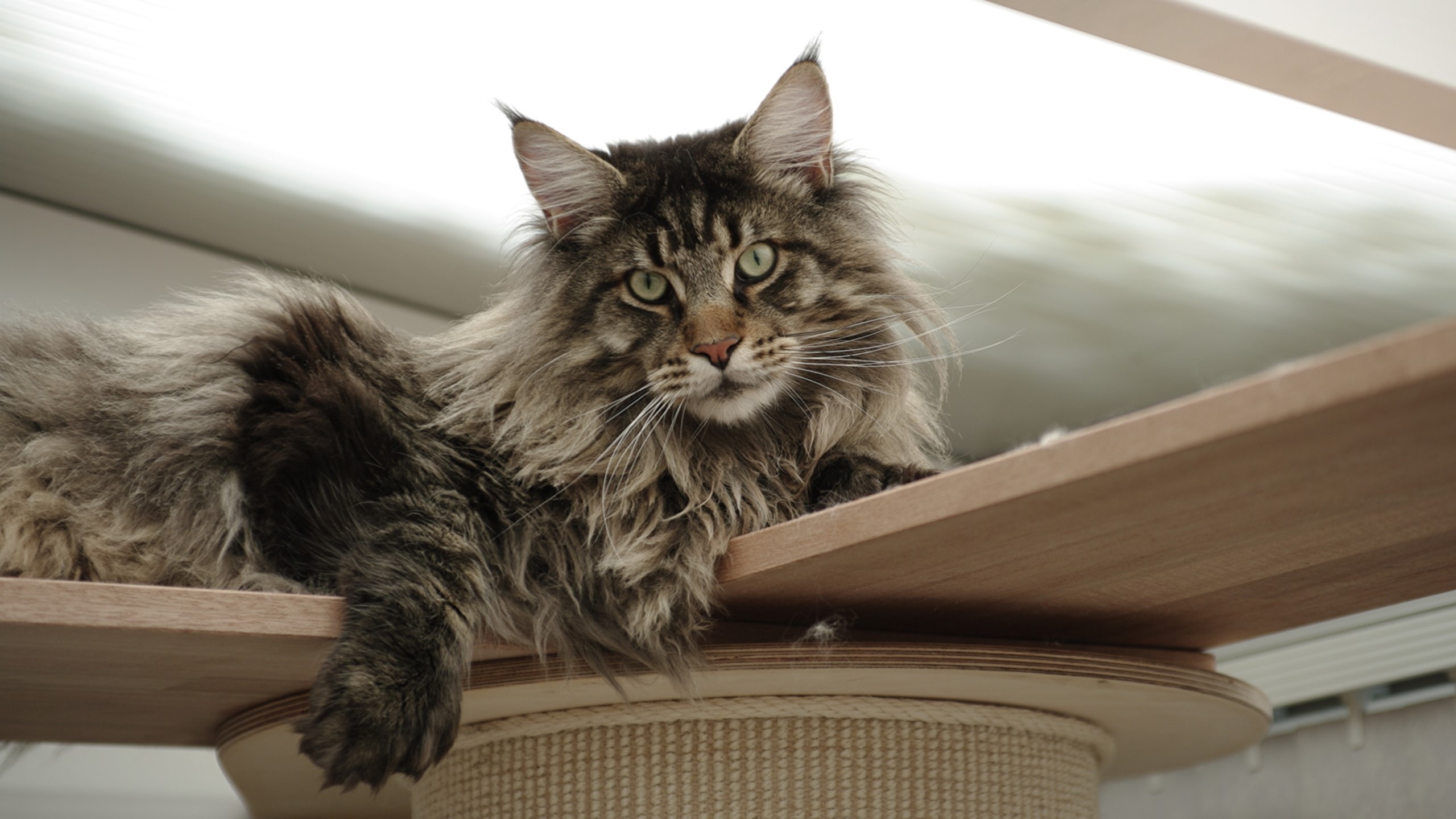 Maine Coon cat resting on a wooden platform HD Wallpaper