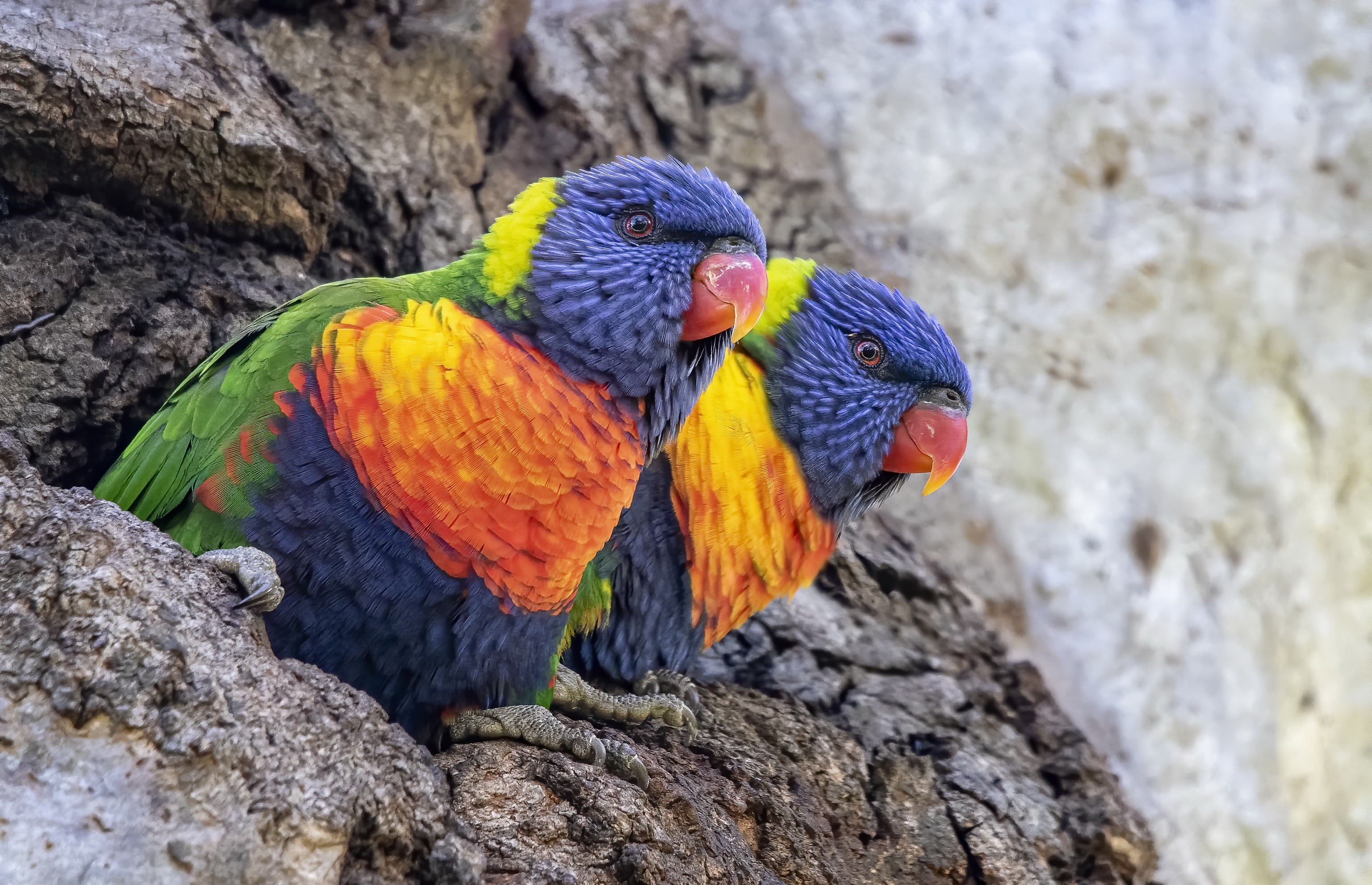 Two colorful rainbow lorikeets perched on a tree HD Wallpaper