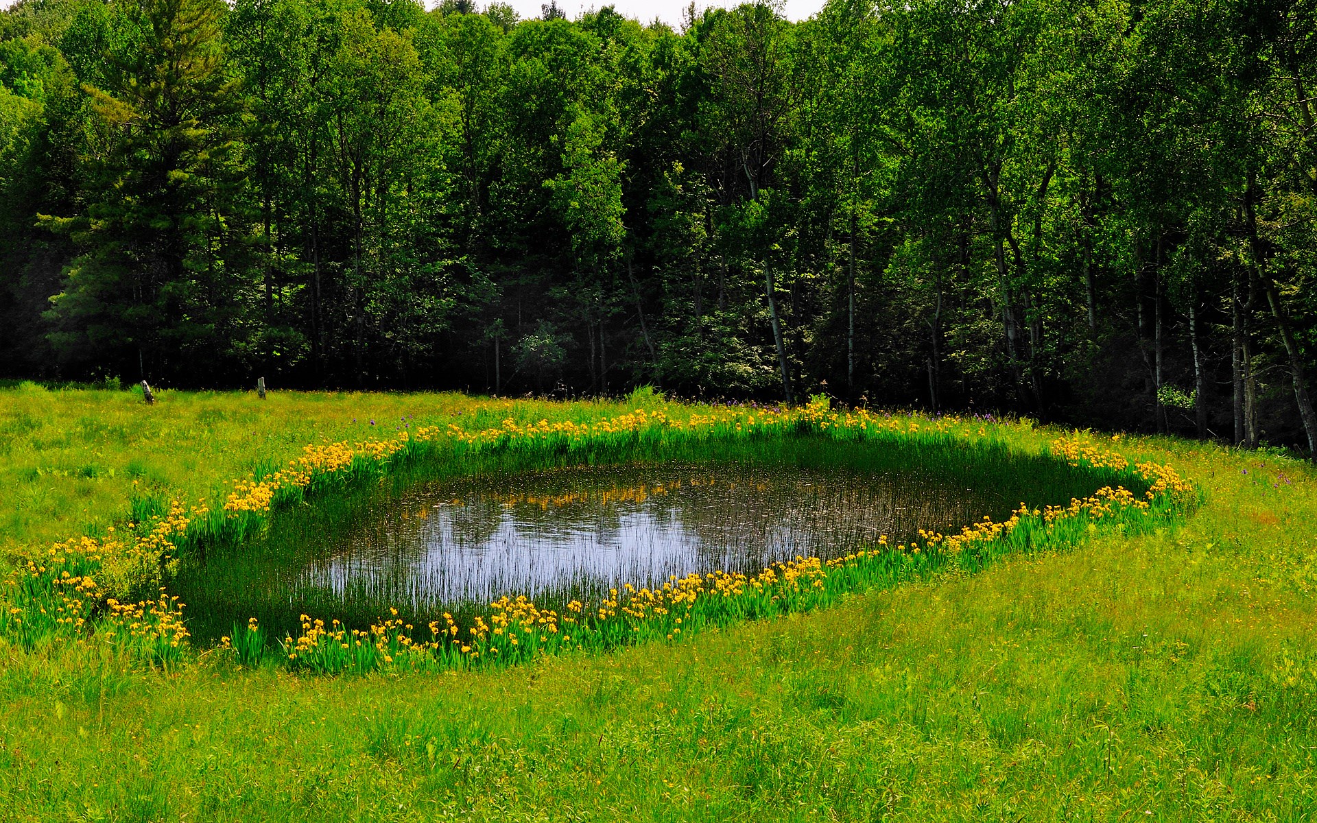 Pond surrounded by yellow flowers and green trees HD Wallpaper