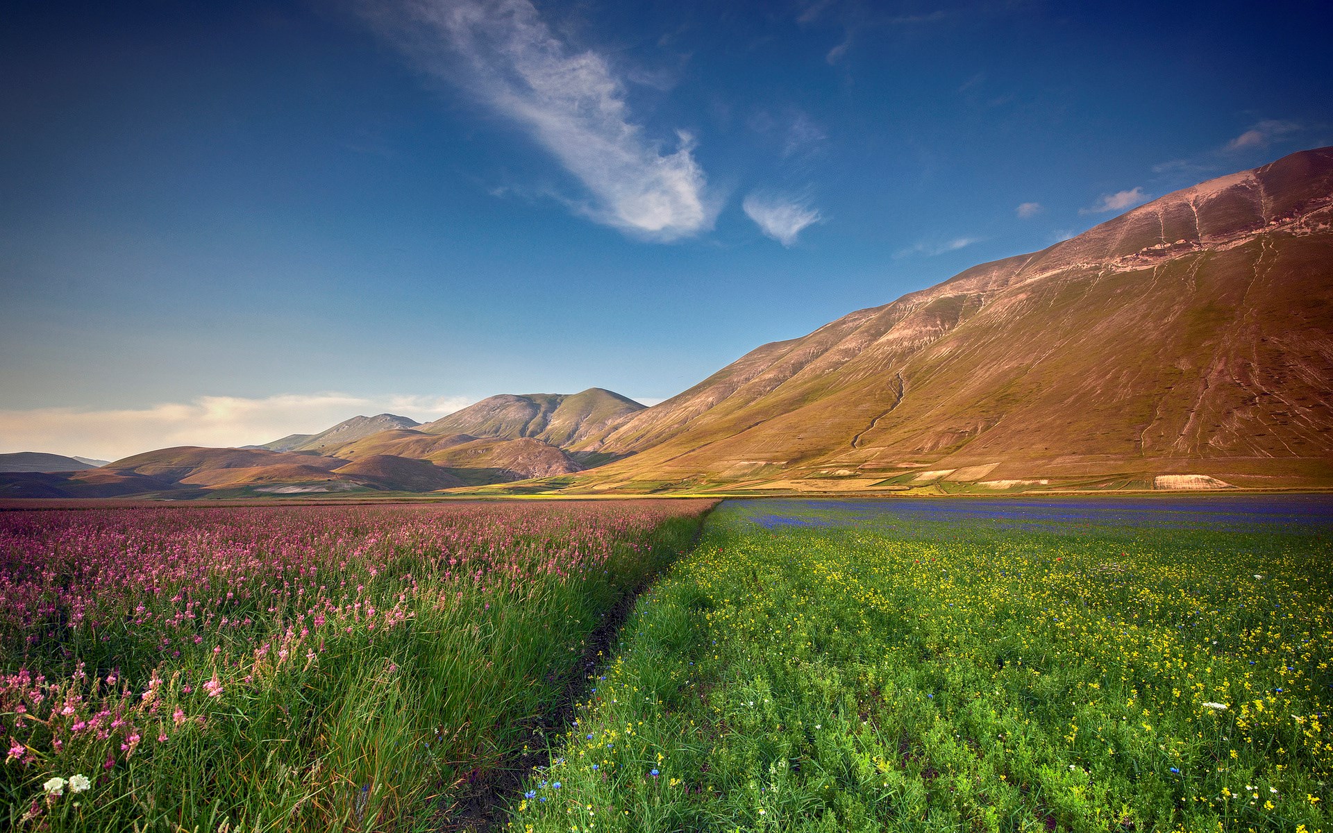 Flower fields and mountains under a blue sky HD Wallpaper
