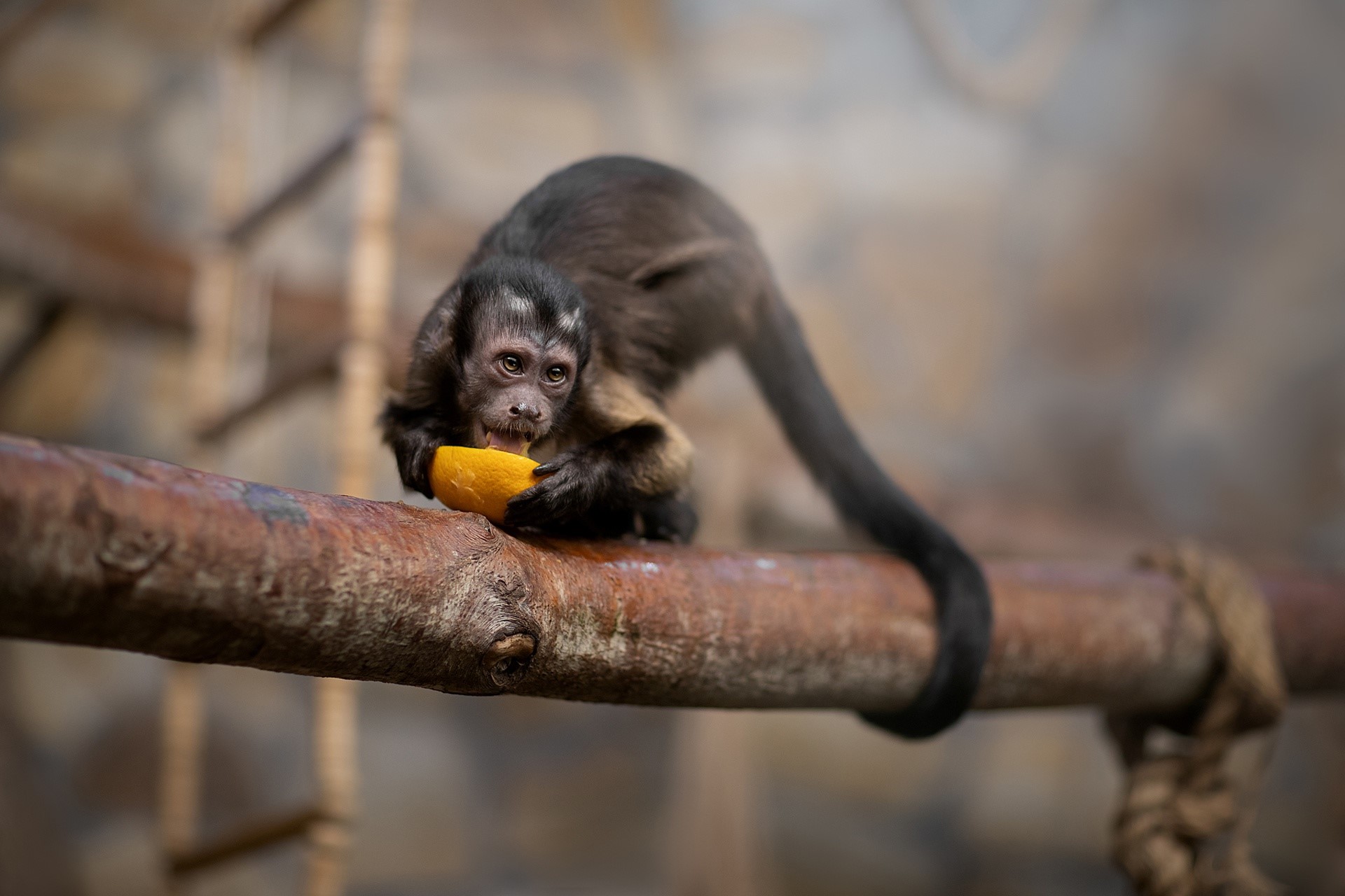 A monkey eats a piece of fruit on a branch HD Wallpaper