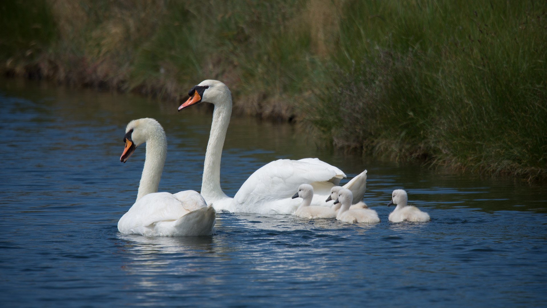 Swans and cygnets swimming in a canal HD Wallpaper