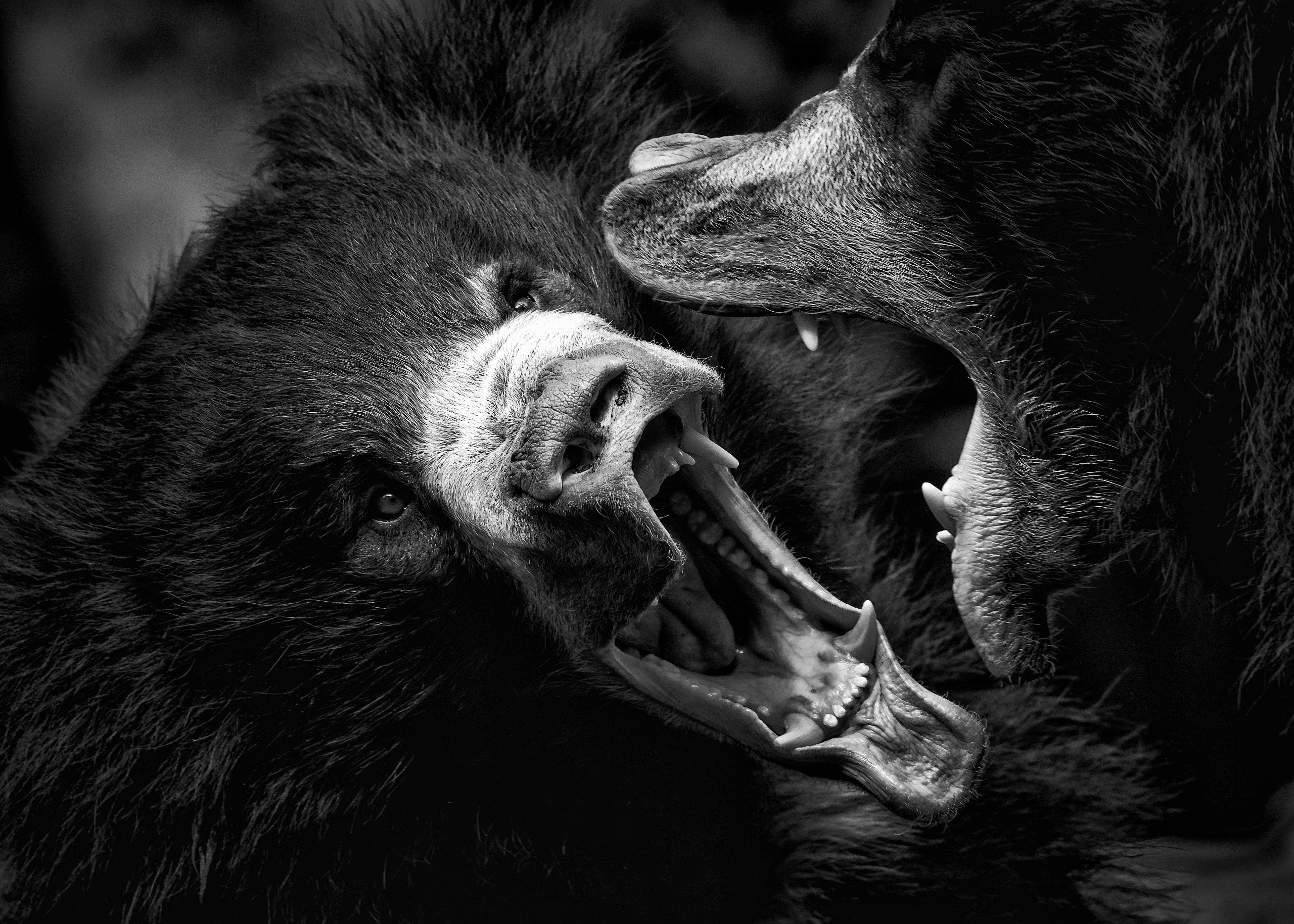 Two bears fighting with open mouths HD Wallpaper