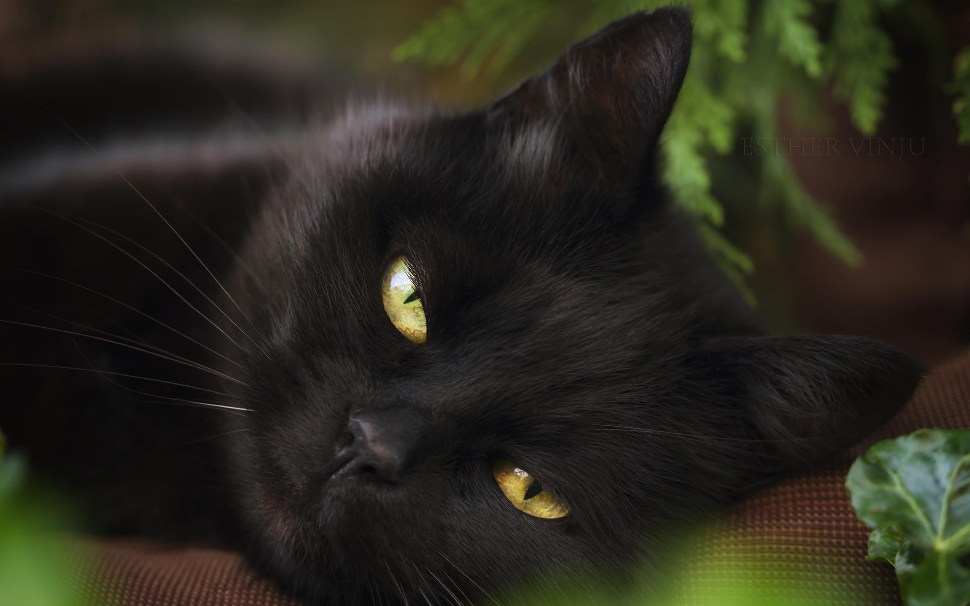 Close-up of a black cat with yellow eyes HD Wallpaper