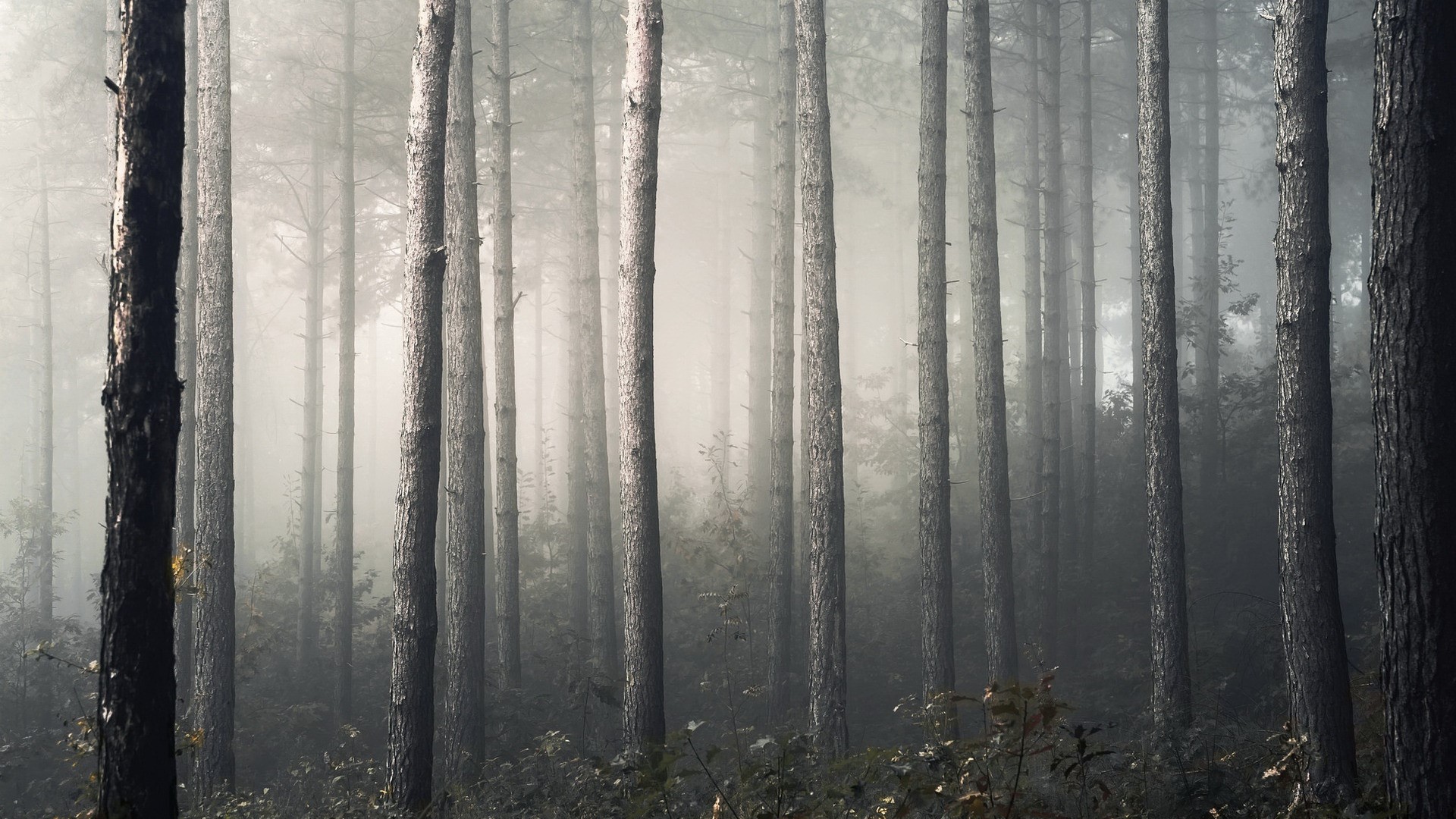 Misty forest with tall pine trees and undergrowth HD Wallpaper