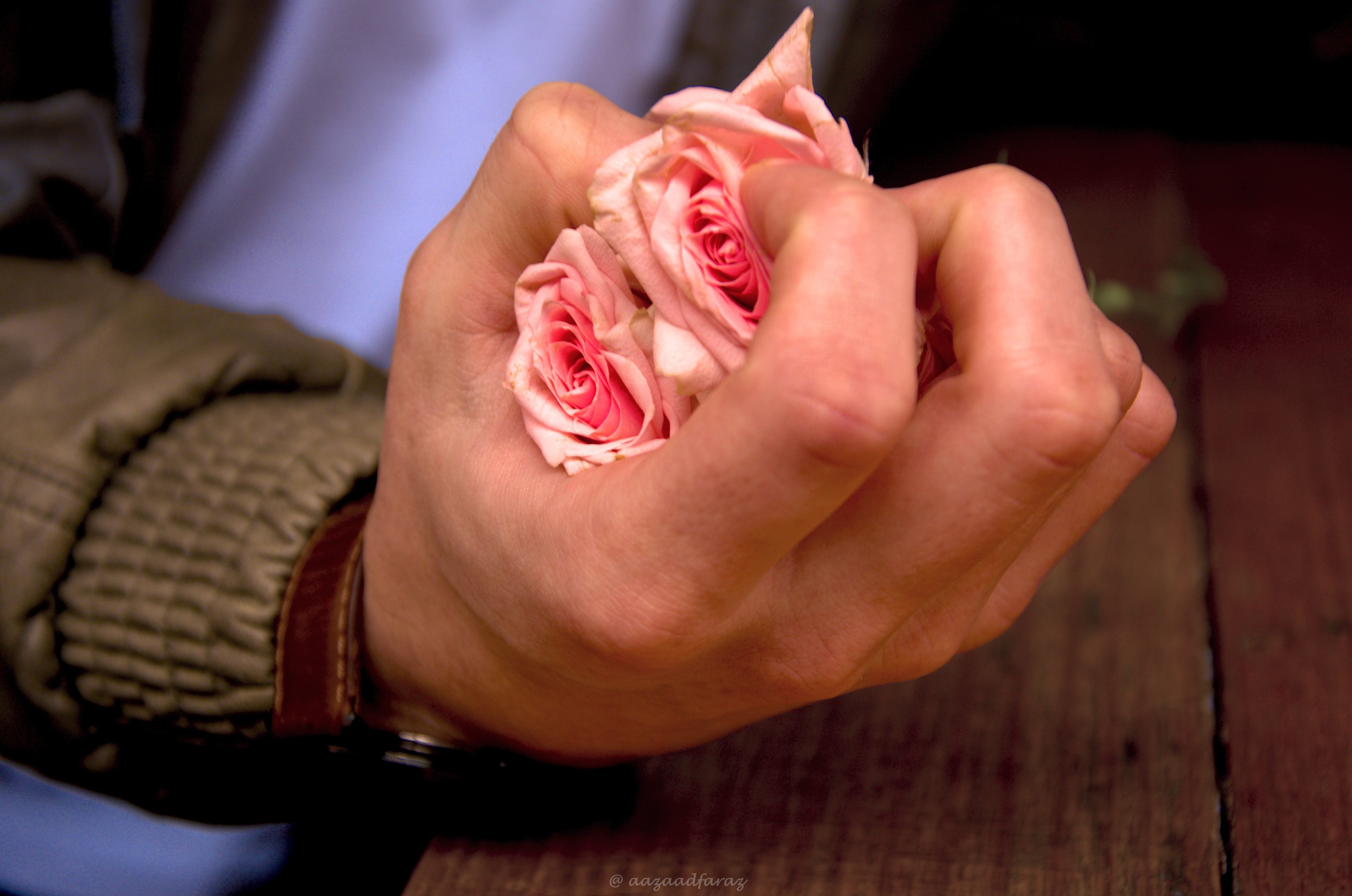Hand holding pink roses HD Wallpaper