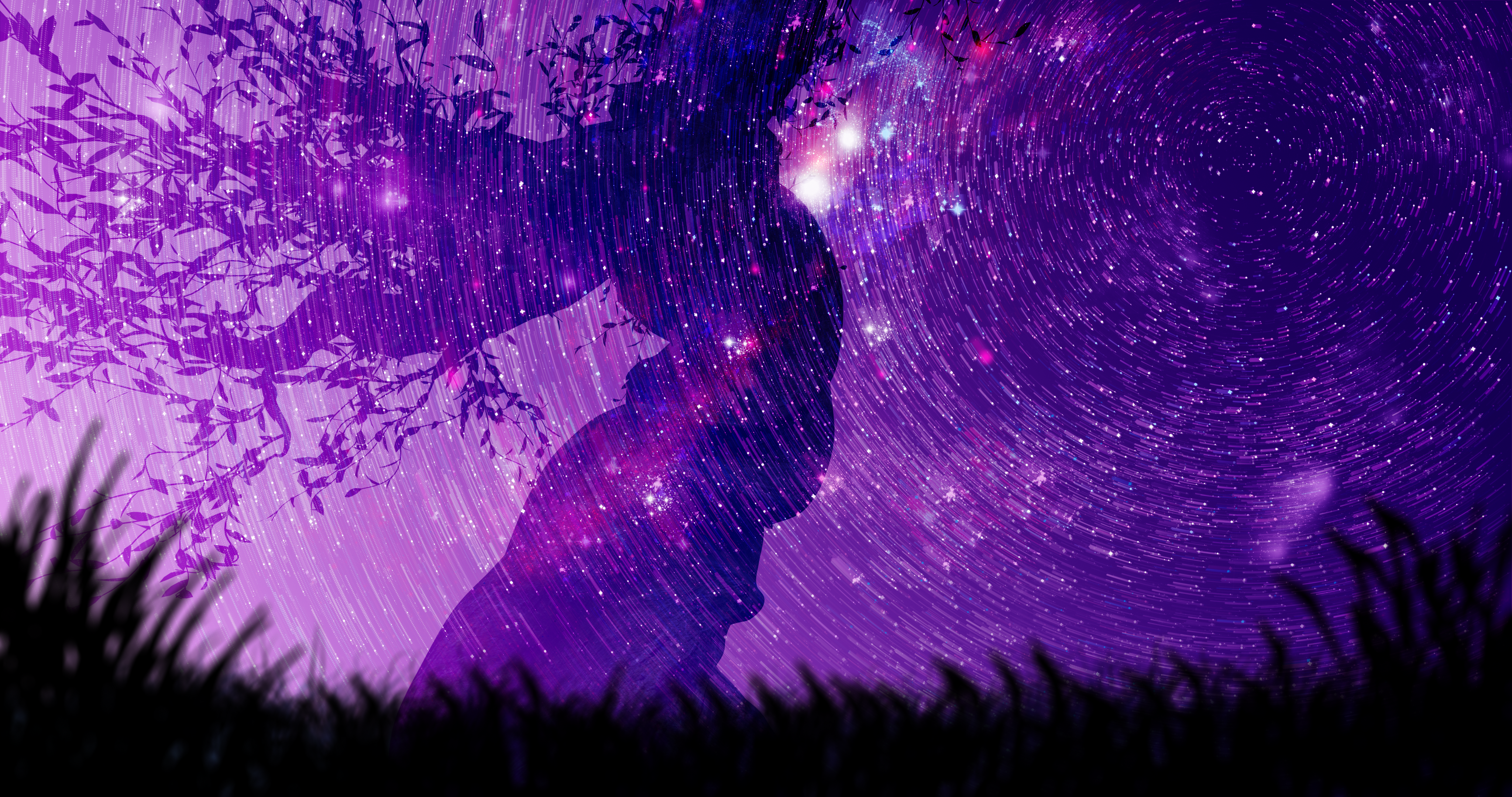 Star Trails Over a Twisted Tree HD Wallpaper