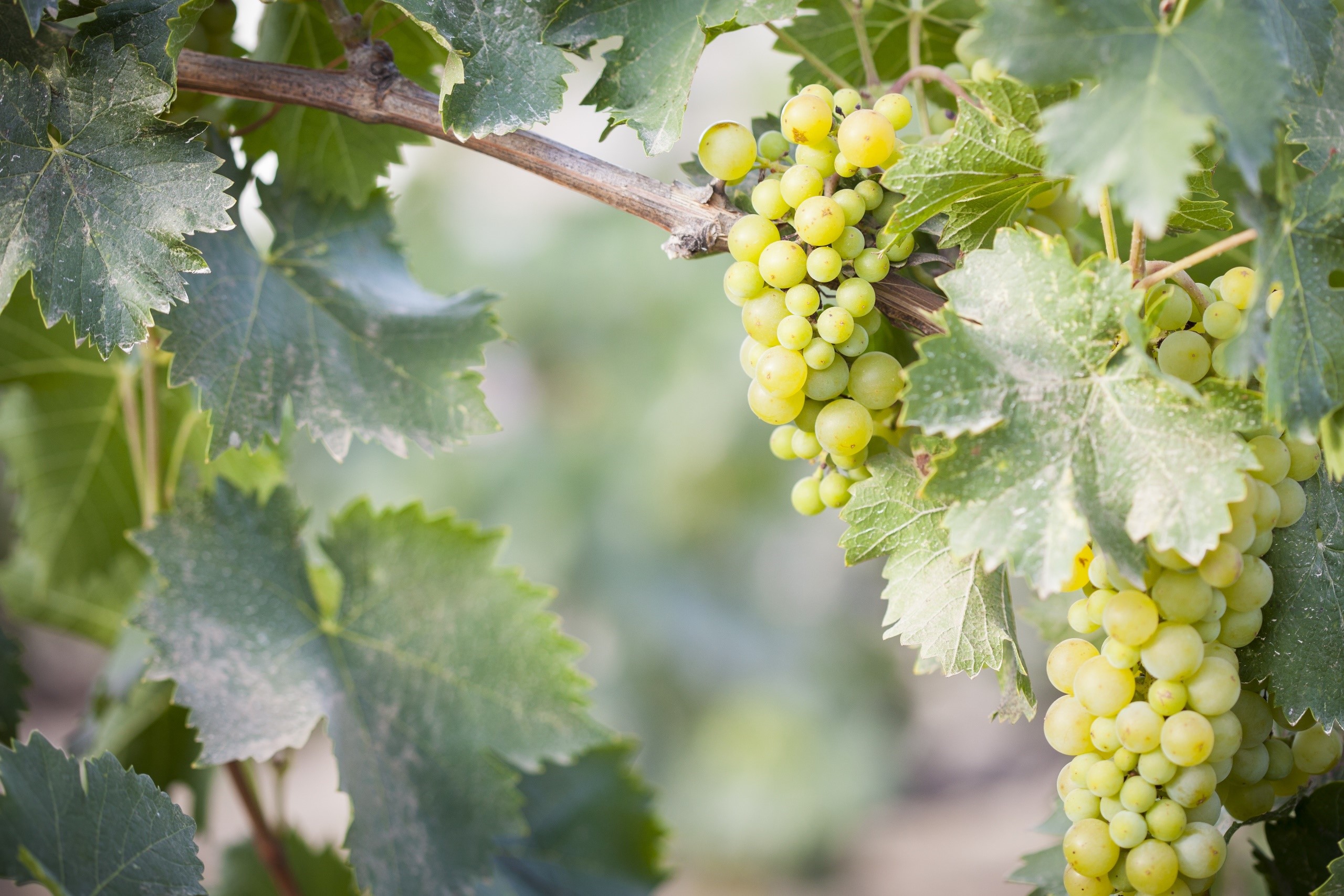 Green grapes on a vine with leaves HD Wallpaper