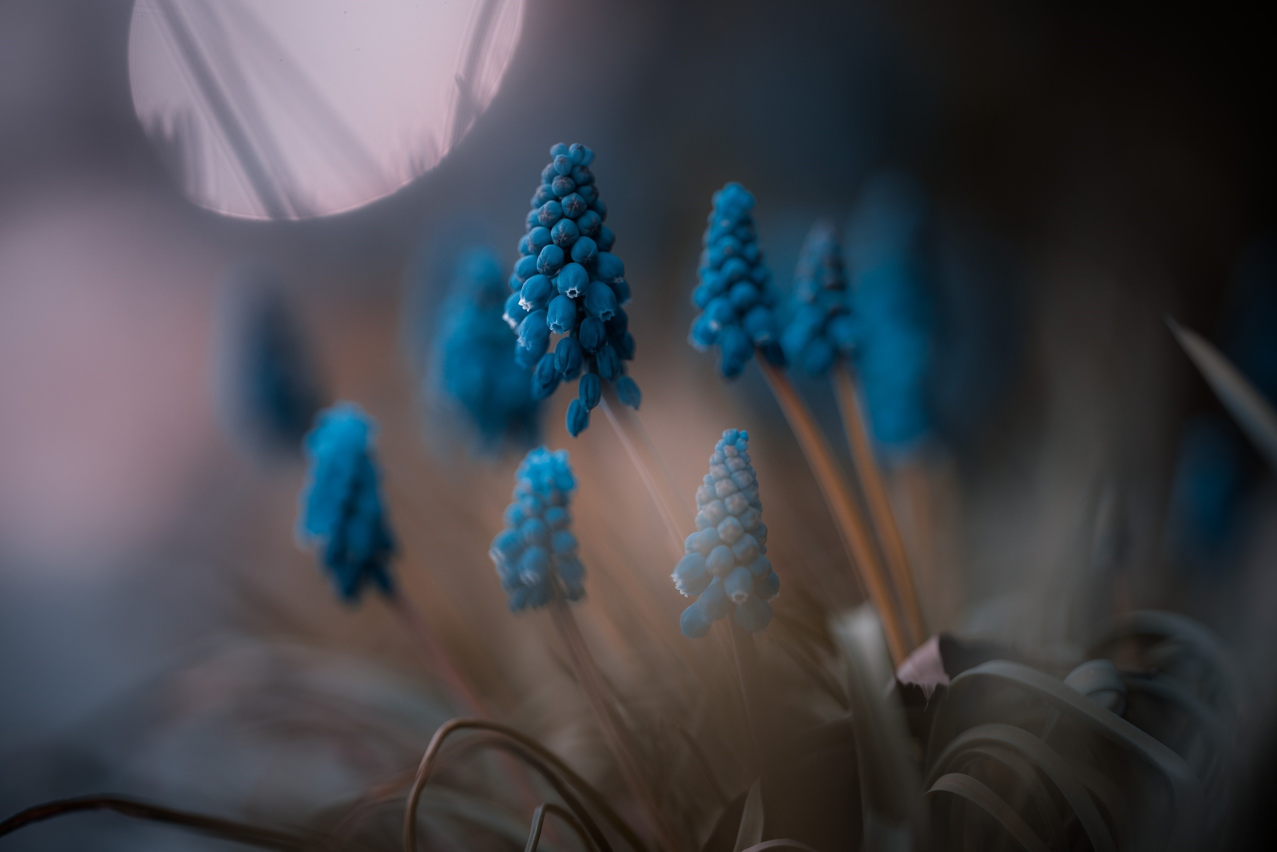 Close-up of Blue Flowers with Soft Lighting HD Wallpaper