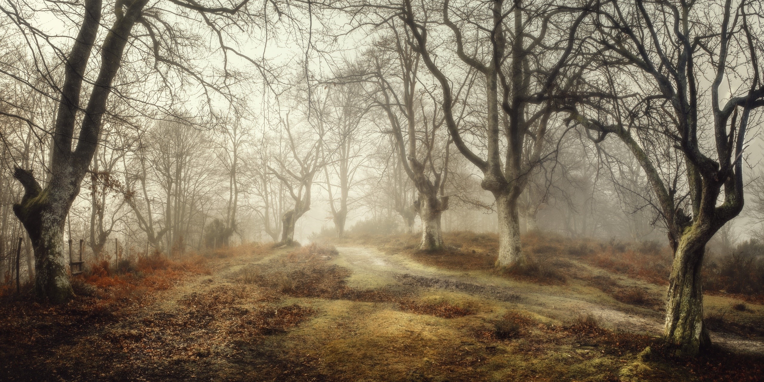 Misty forest path with bare trees in Spain HD Wallpaper
