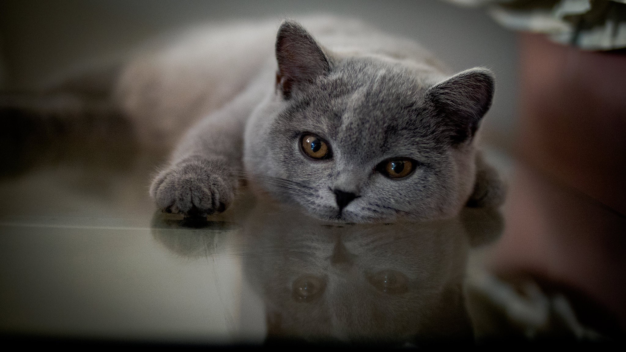 A British Shorthair cat lies on a reflective surface HD Wallpaper