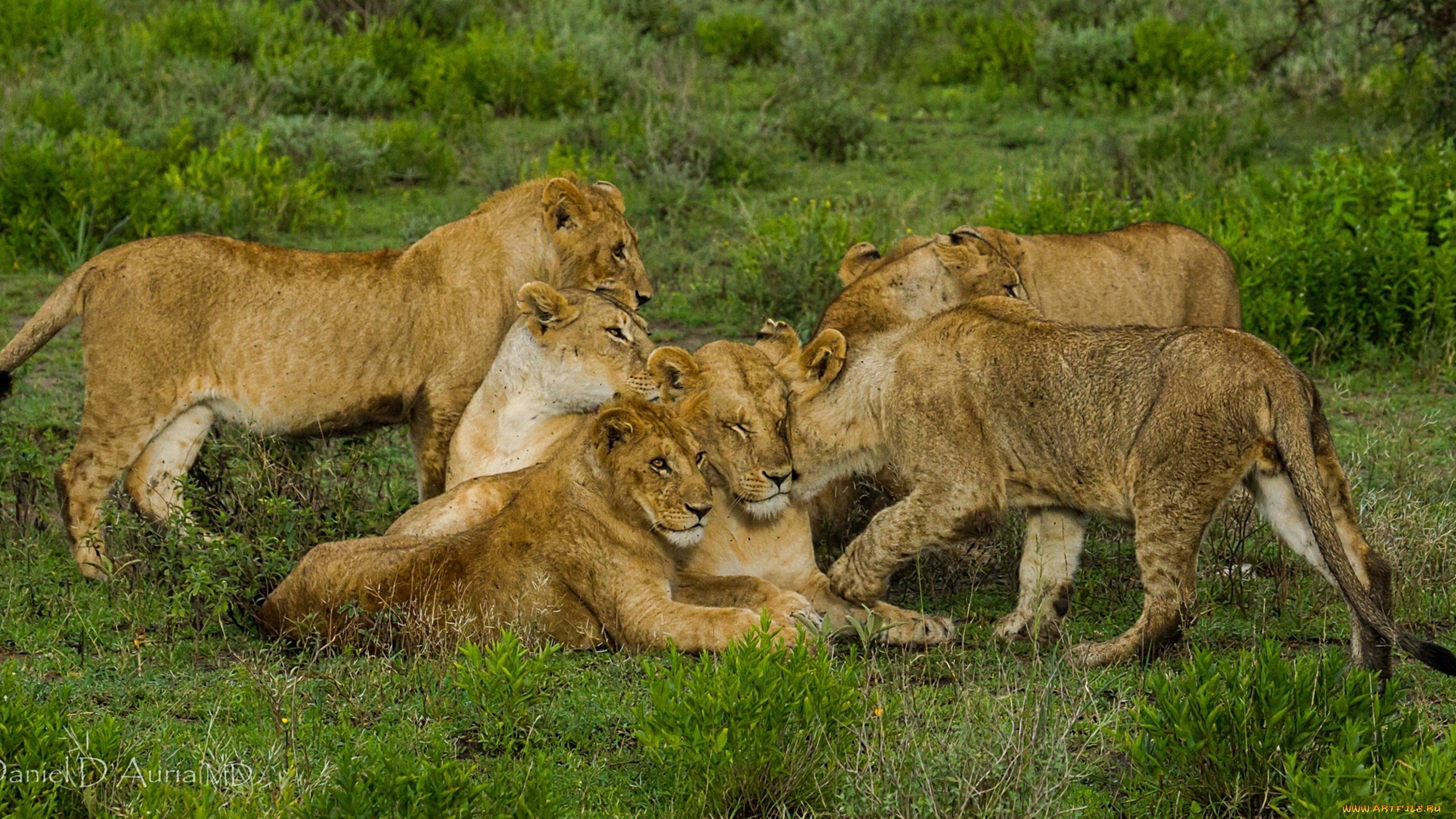 A pride of lions resting in a grassy field HD Wallpaper