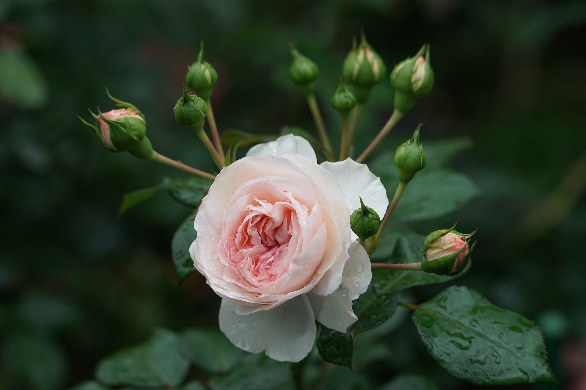 Pink rose with buds and water droplets HD Wallpaper