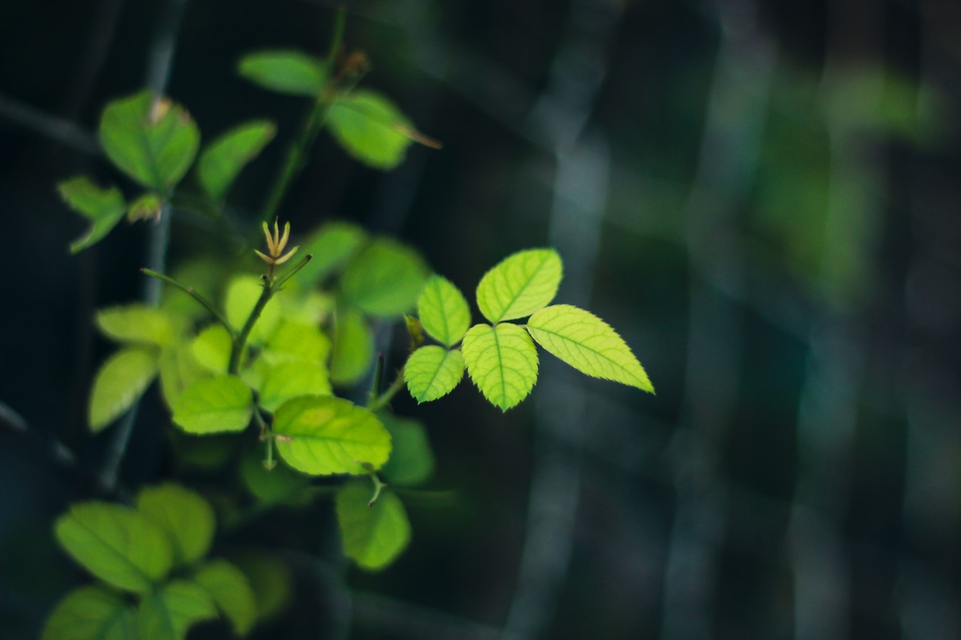 Green leaves on a dark background HD Wallpaper