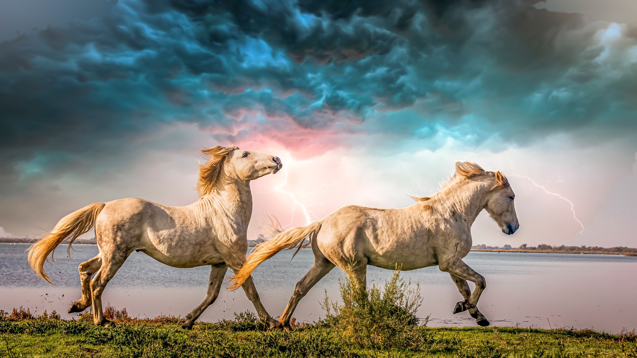Two white horses running by a lake during a thunderstorm HD Wallpaper